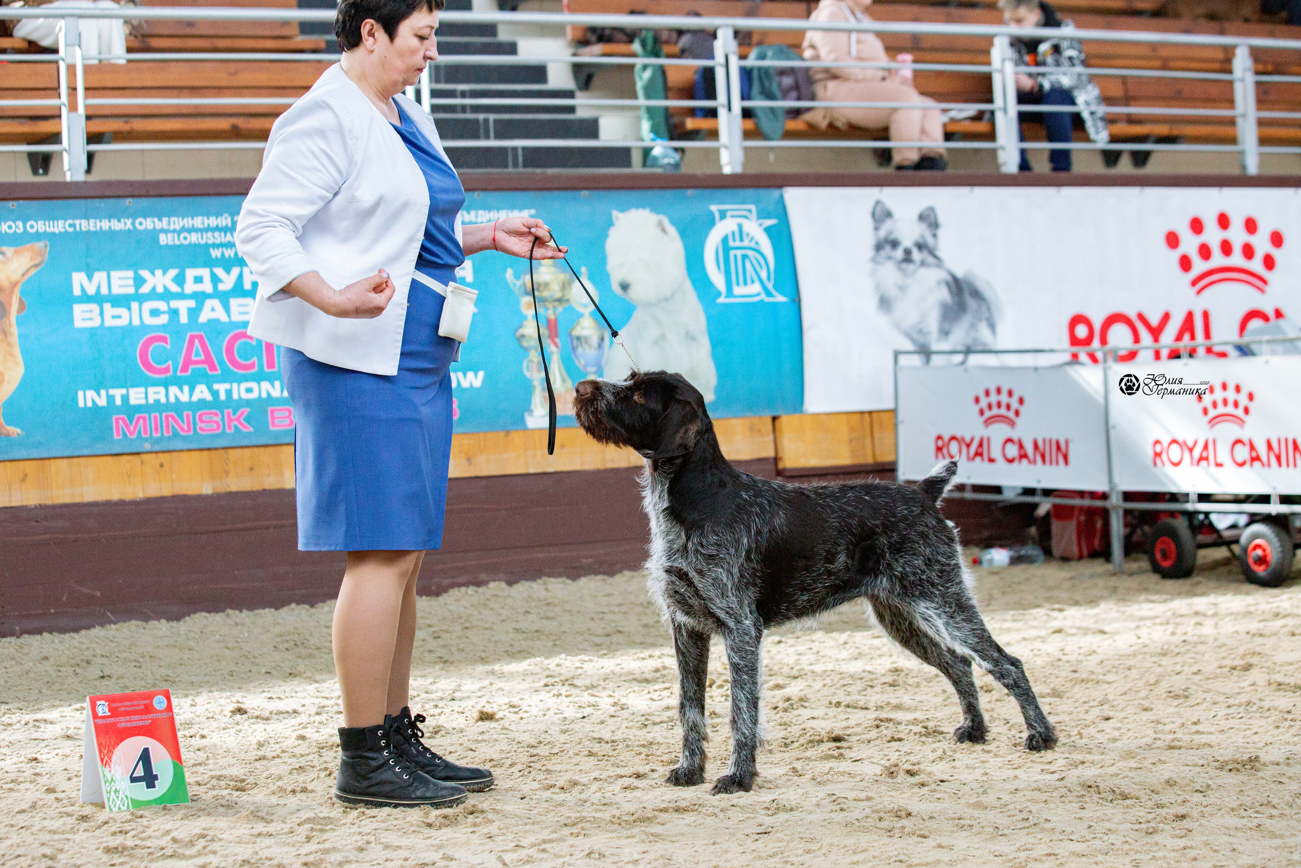 Минск 2хCACIB 5-6 марта 2022. Фотограф-анималист Юлия Германика