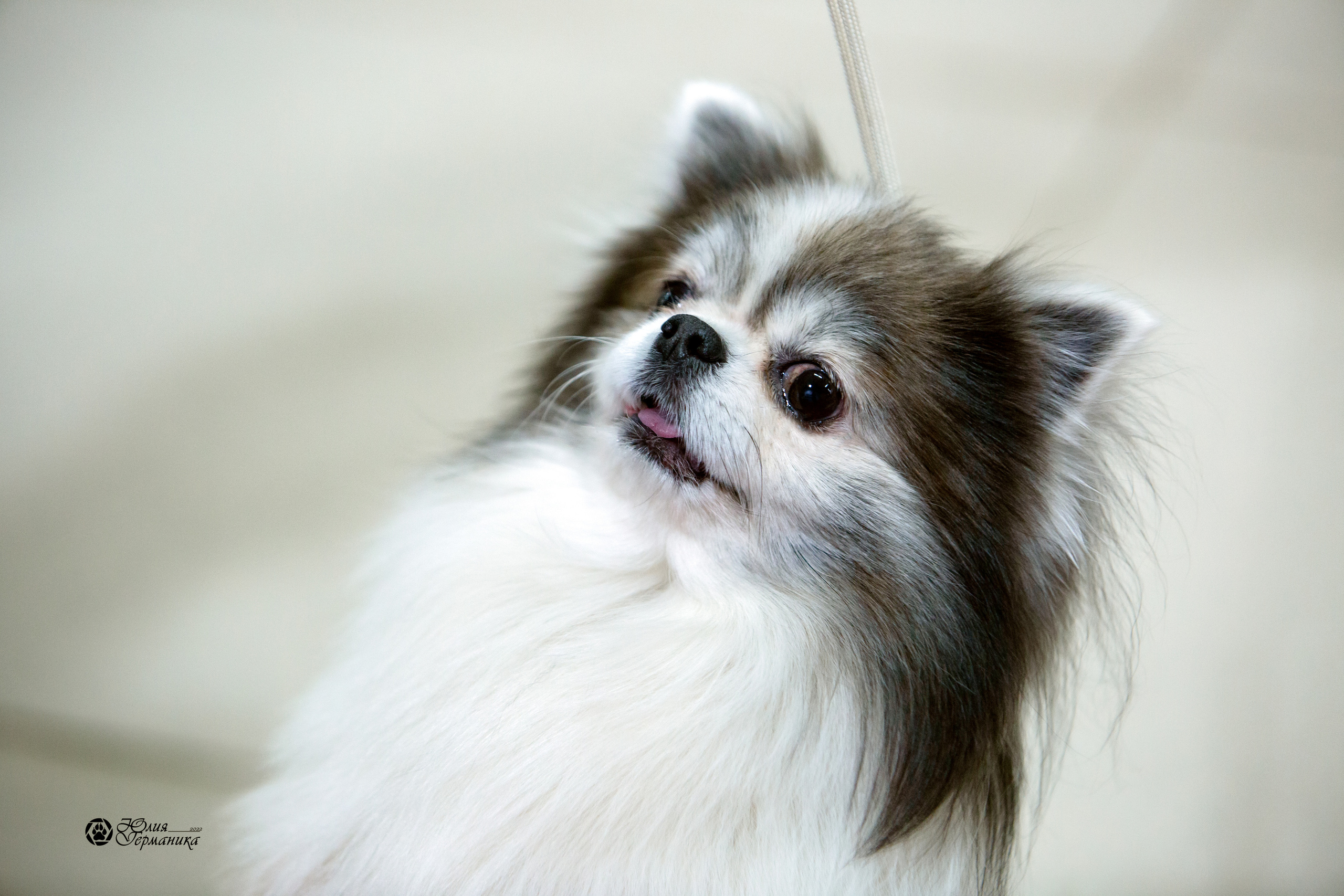 Чайна-Таун 8 января 2022. Фотограф-анималист Юлия Германика