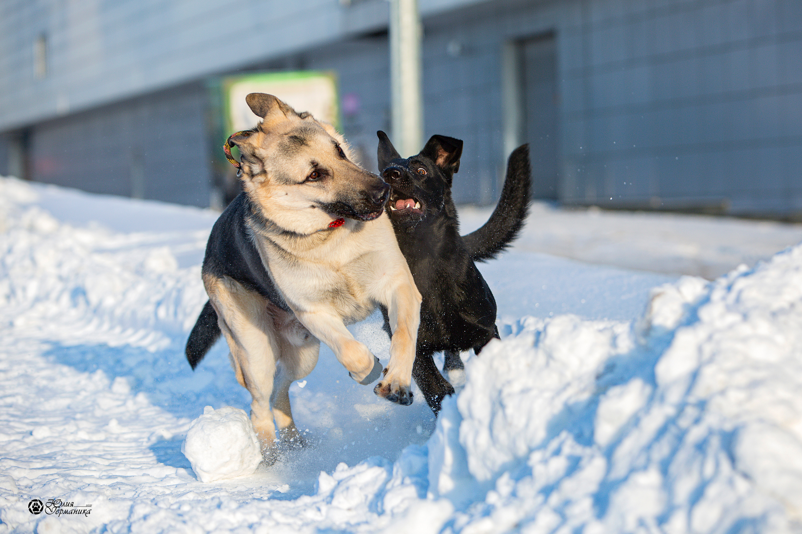 Свободная съемка. Фотограф-анималист Юлия Германика