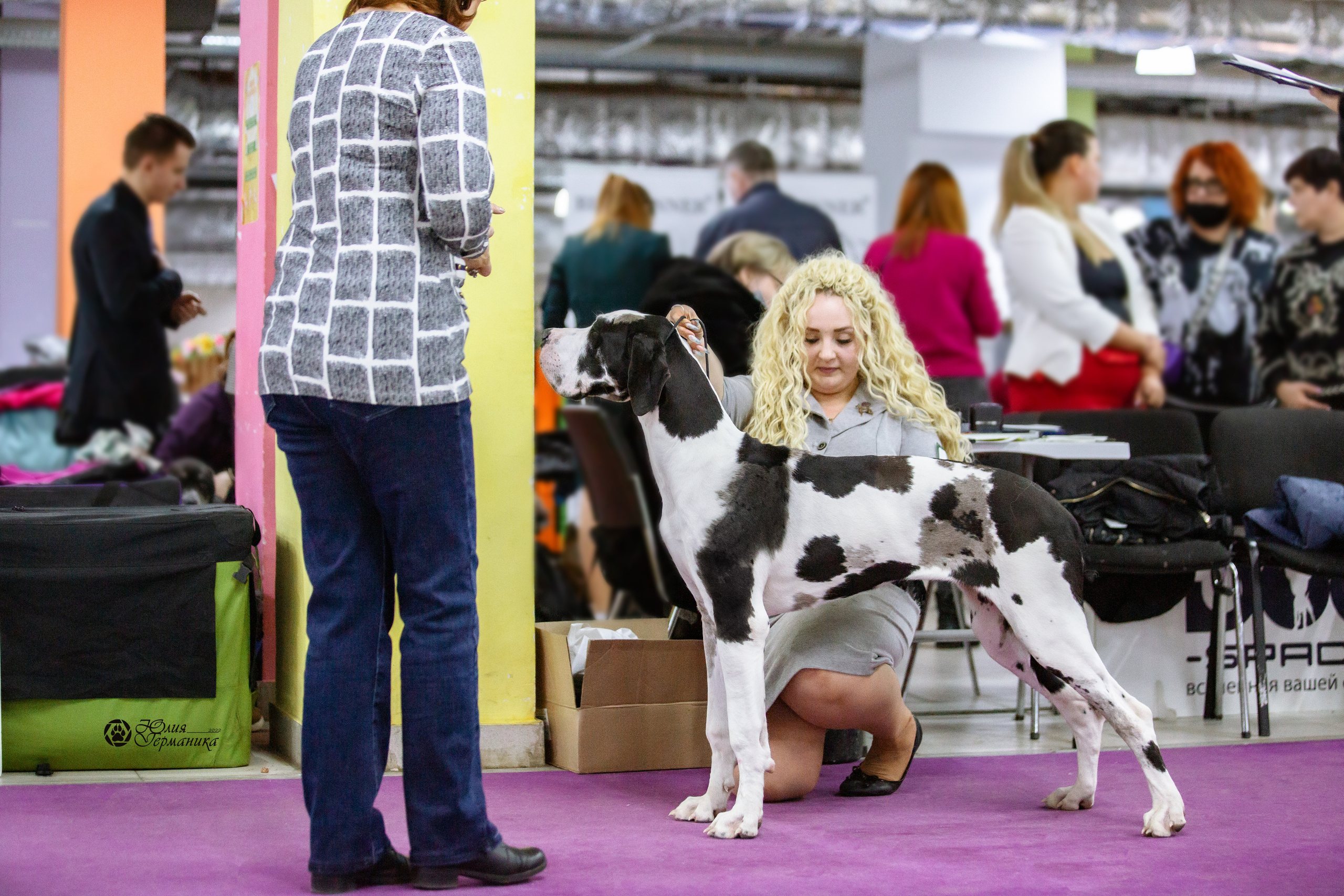 Чайна-Таун 23 февраля 2022. Фотограф-анималист Юлия Германика