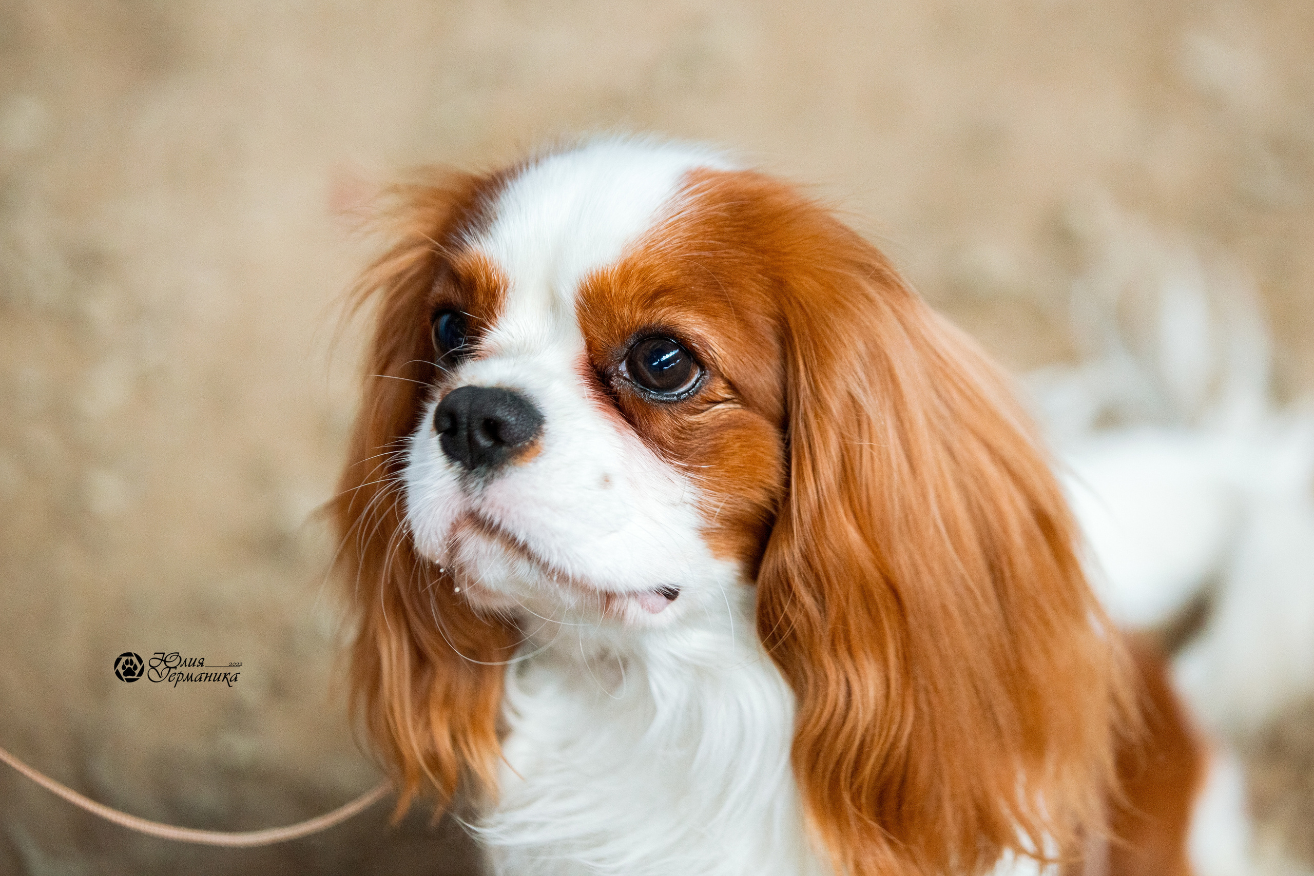 Минск 2хCACIB 5-6 марта 2022. Фотограф-анималист Юлия Германика