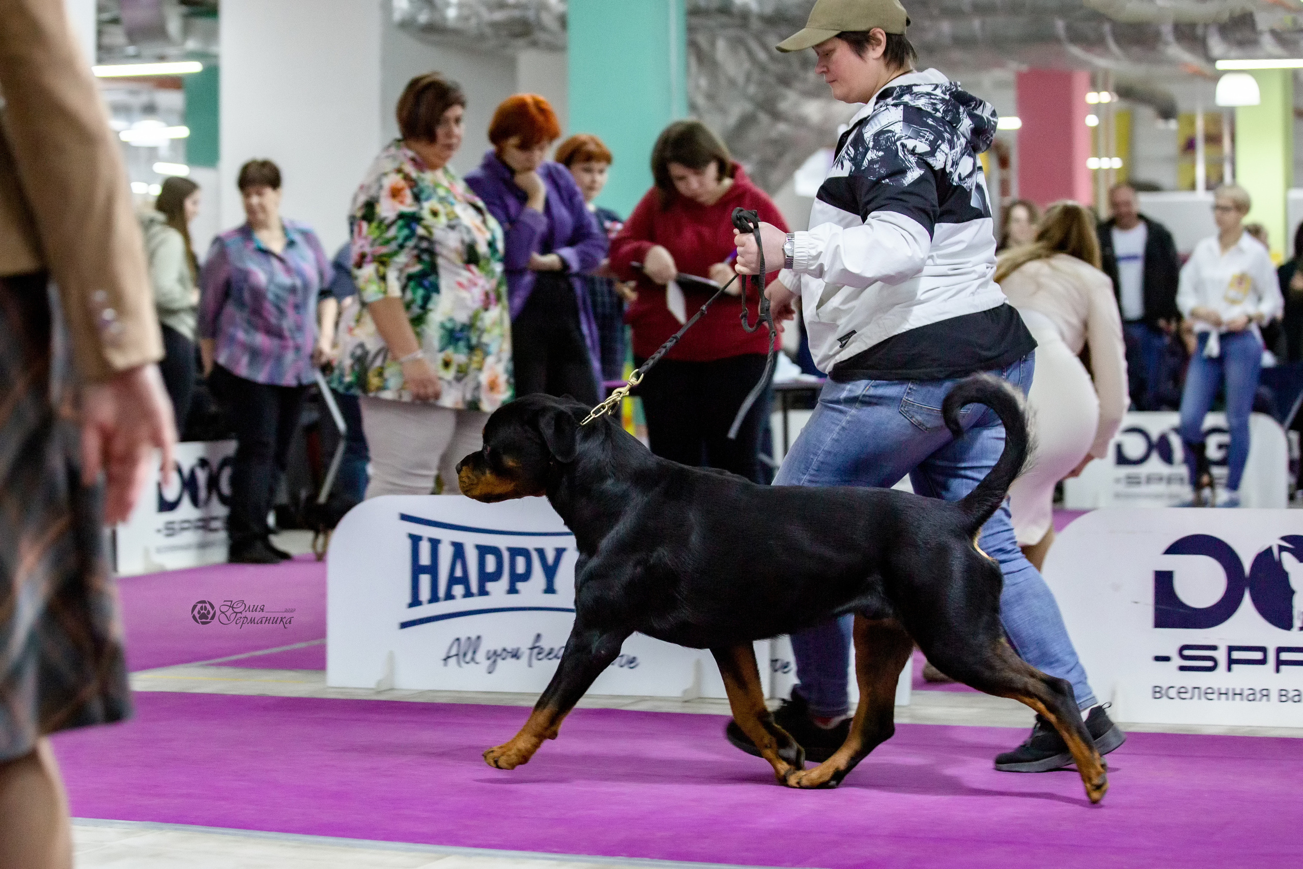 Чайна-Таун 13 и 20 марта 2022. Фотограф-анималист Юлия Германика