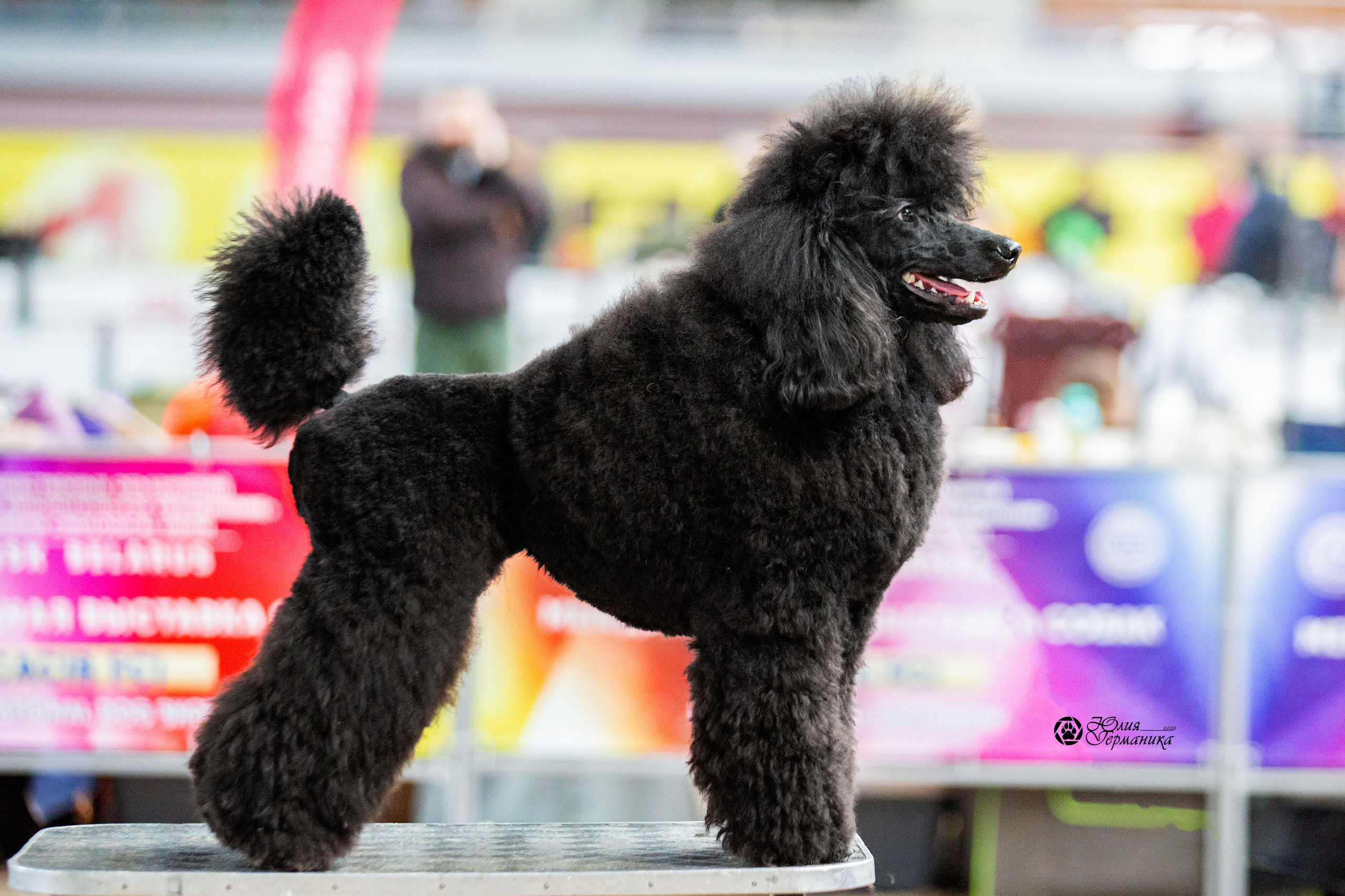 Минск 2хCACIB 5-6 марта 2022. Фотограф-анималист Юлия Германика