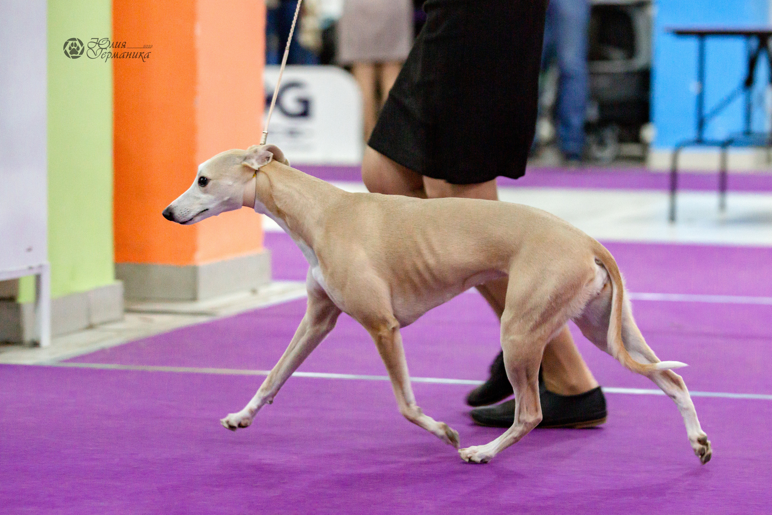 Чайна-Таун 24 и 27 марта 2022. Фотограф-анималист Юлия Германика