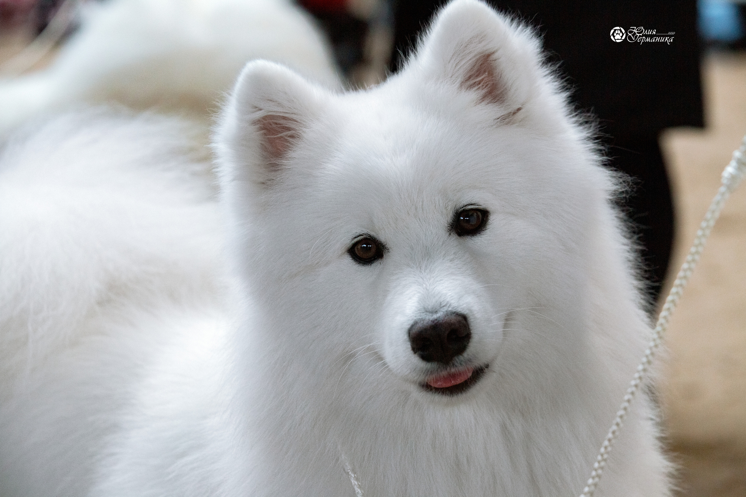 Минск 2хCACIB 5-6 марта 2022. Фотограф-анималист Юлия Германика