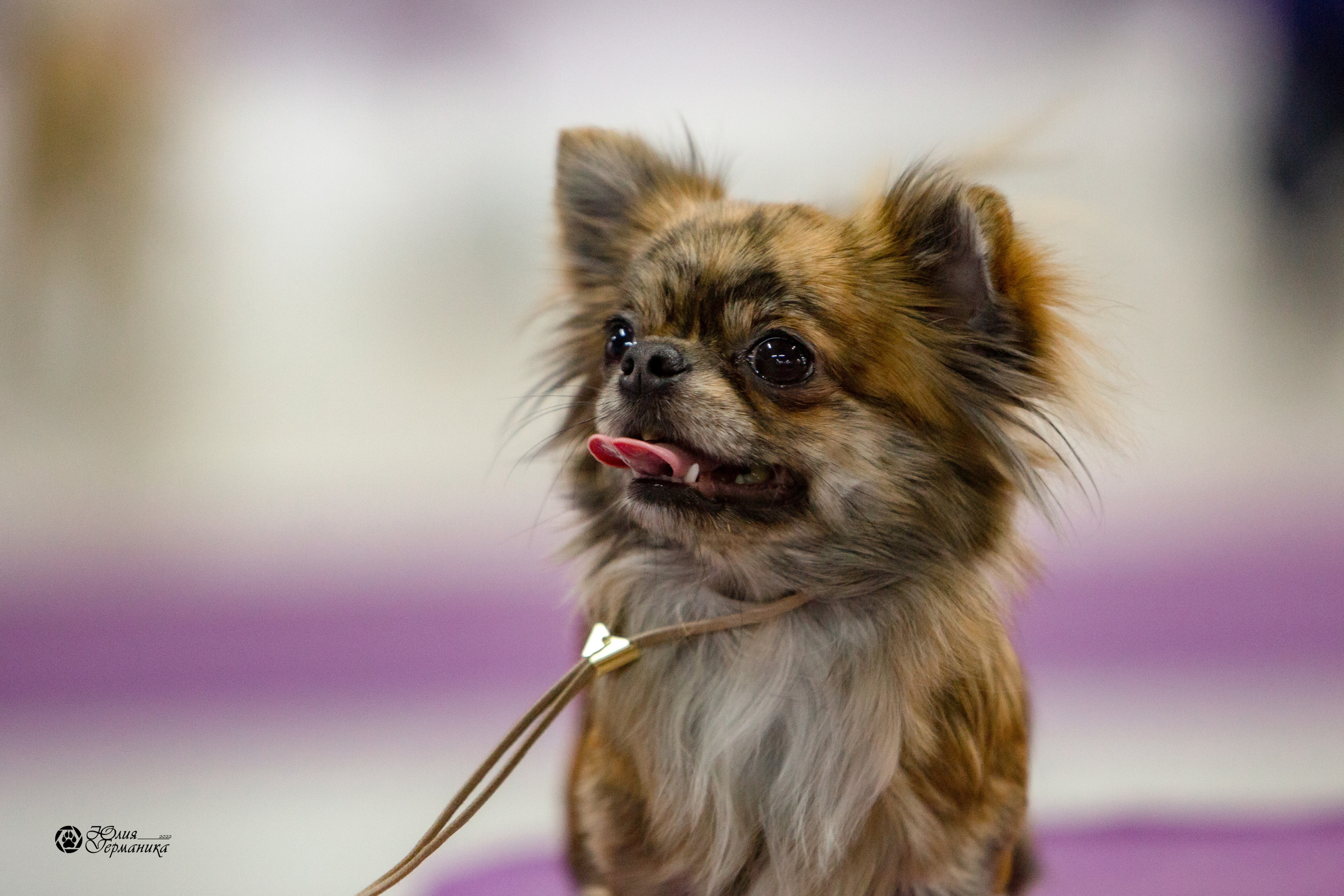 Чайна-Таун 8 января 2022. Фотограф-анималист Юлия Германика