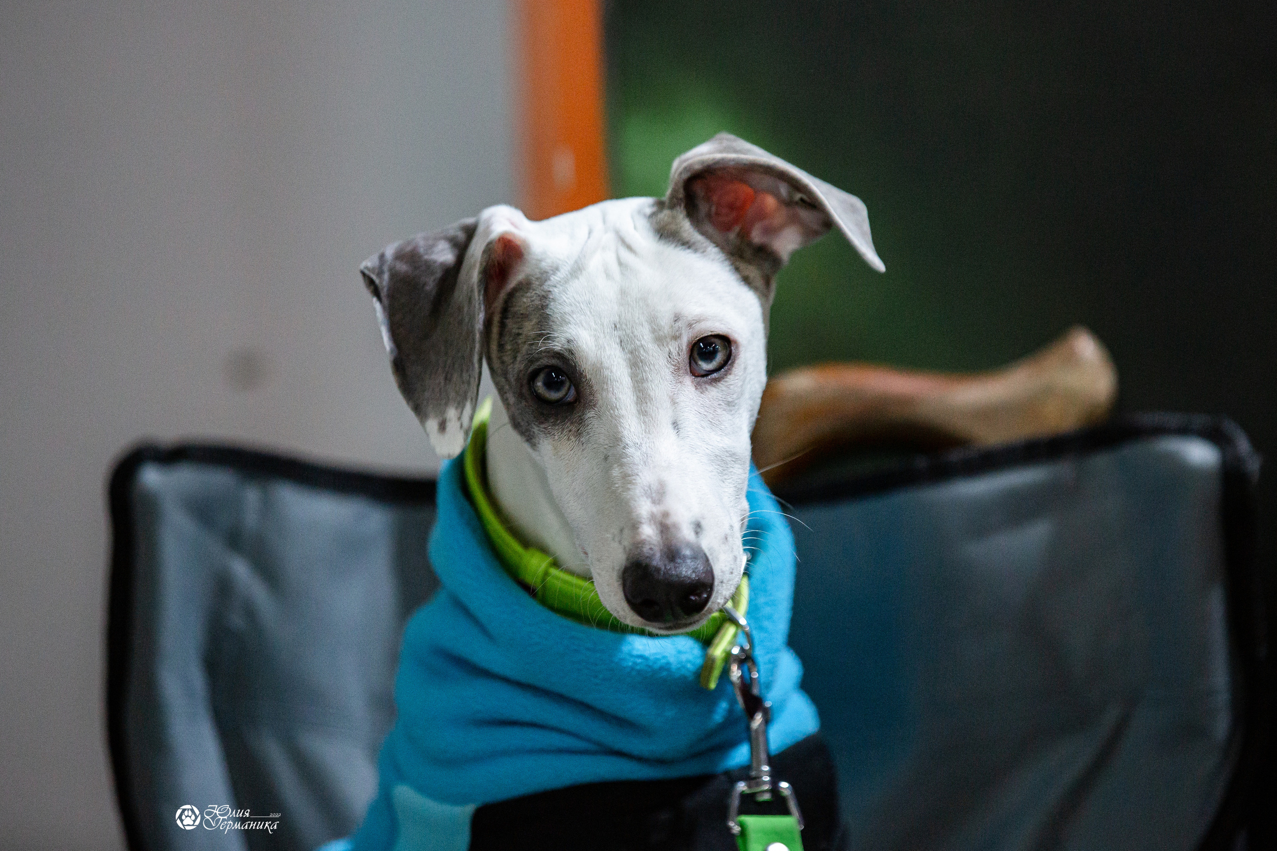 Чайна-Таун 29-30 января 2022. Фотограф-анималист Юлия Германика