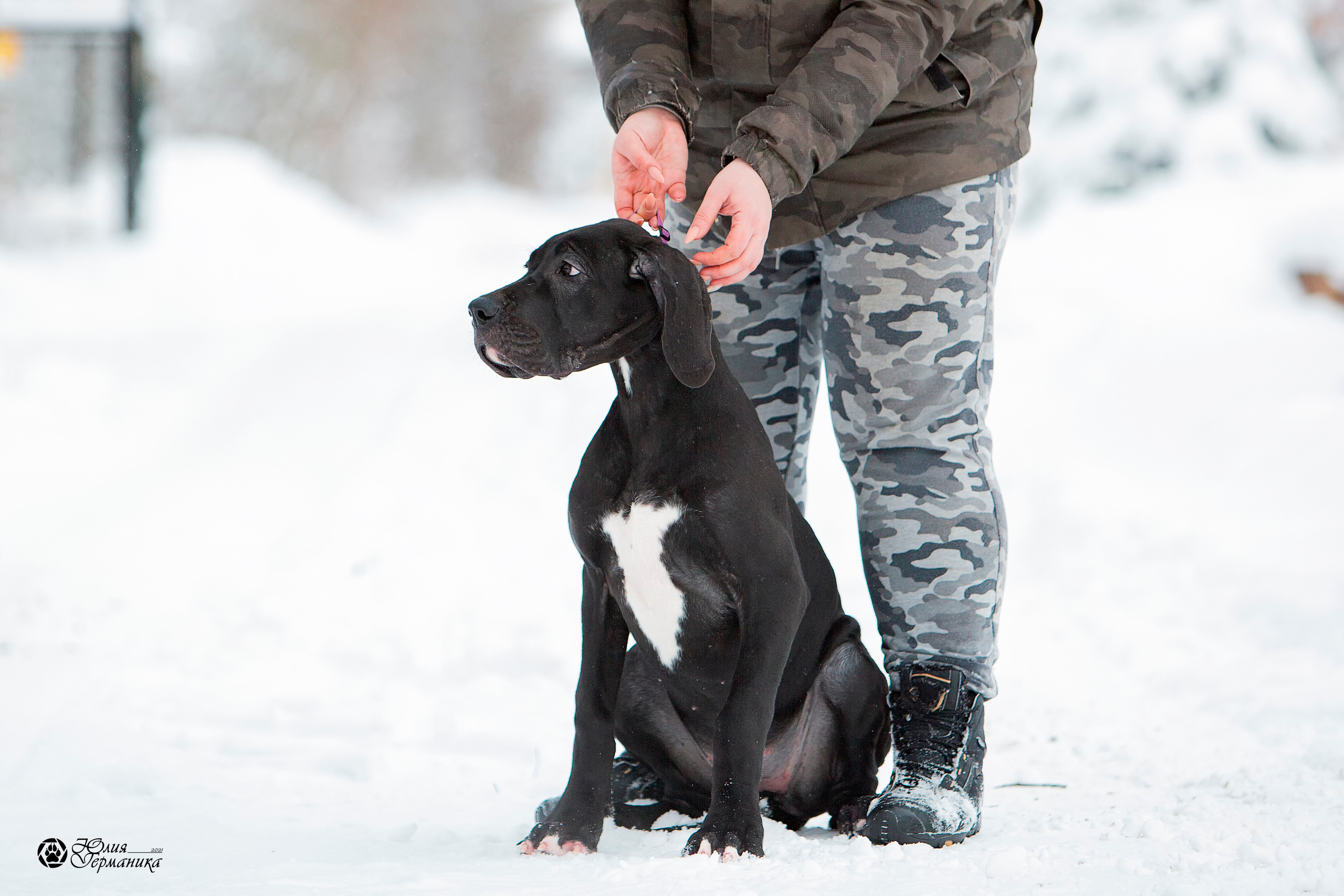 Съёмки щенков и котят. Фотограф-анималист Юлия Германика