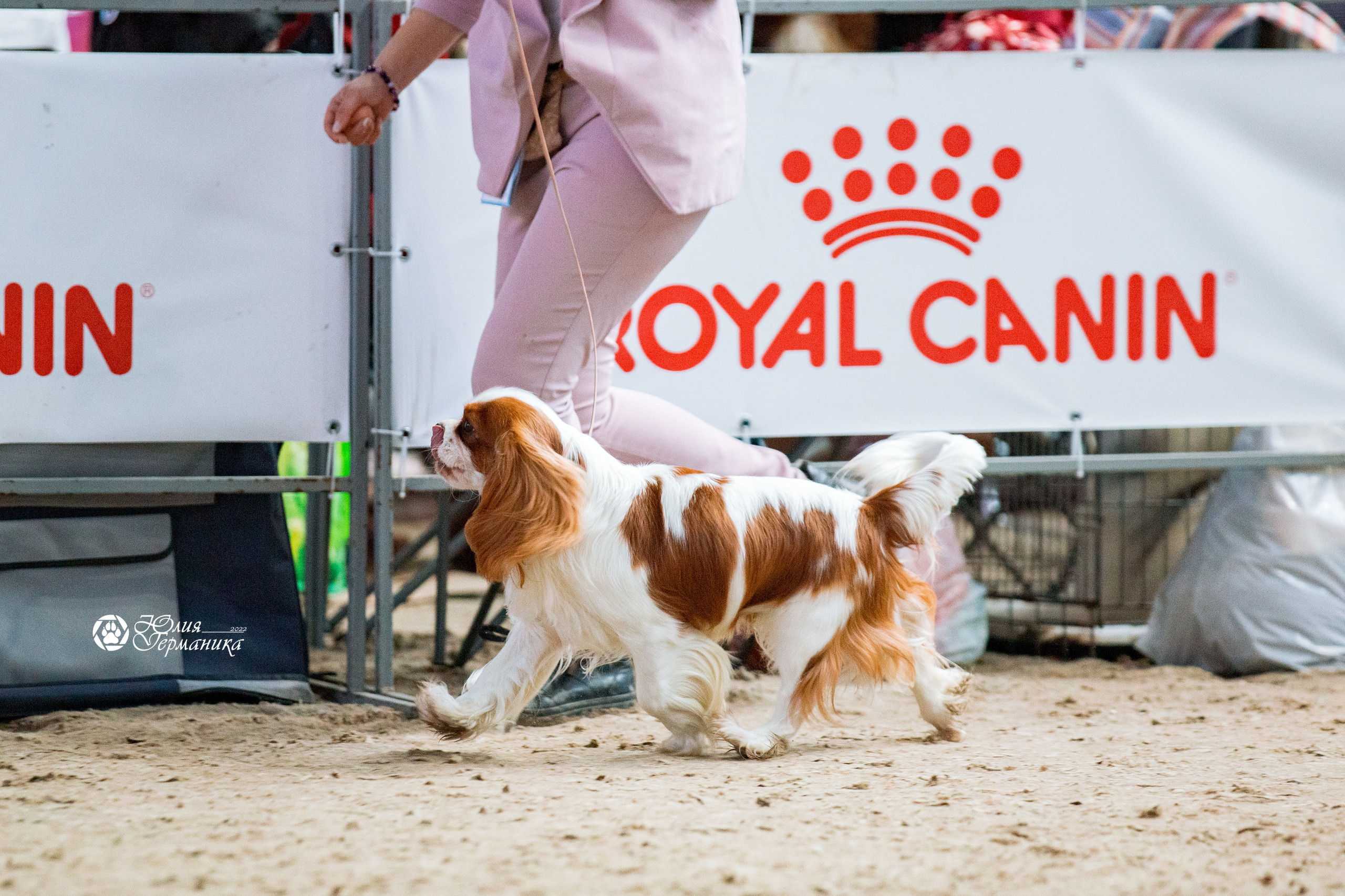 Минск 2хCACIB 5-6 марта 2022. Фотограф-анималист Юлия Германика