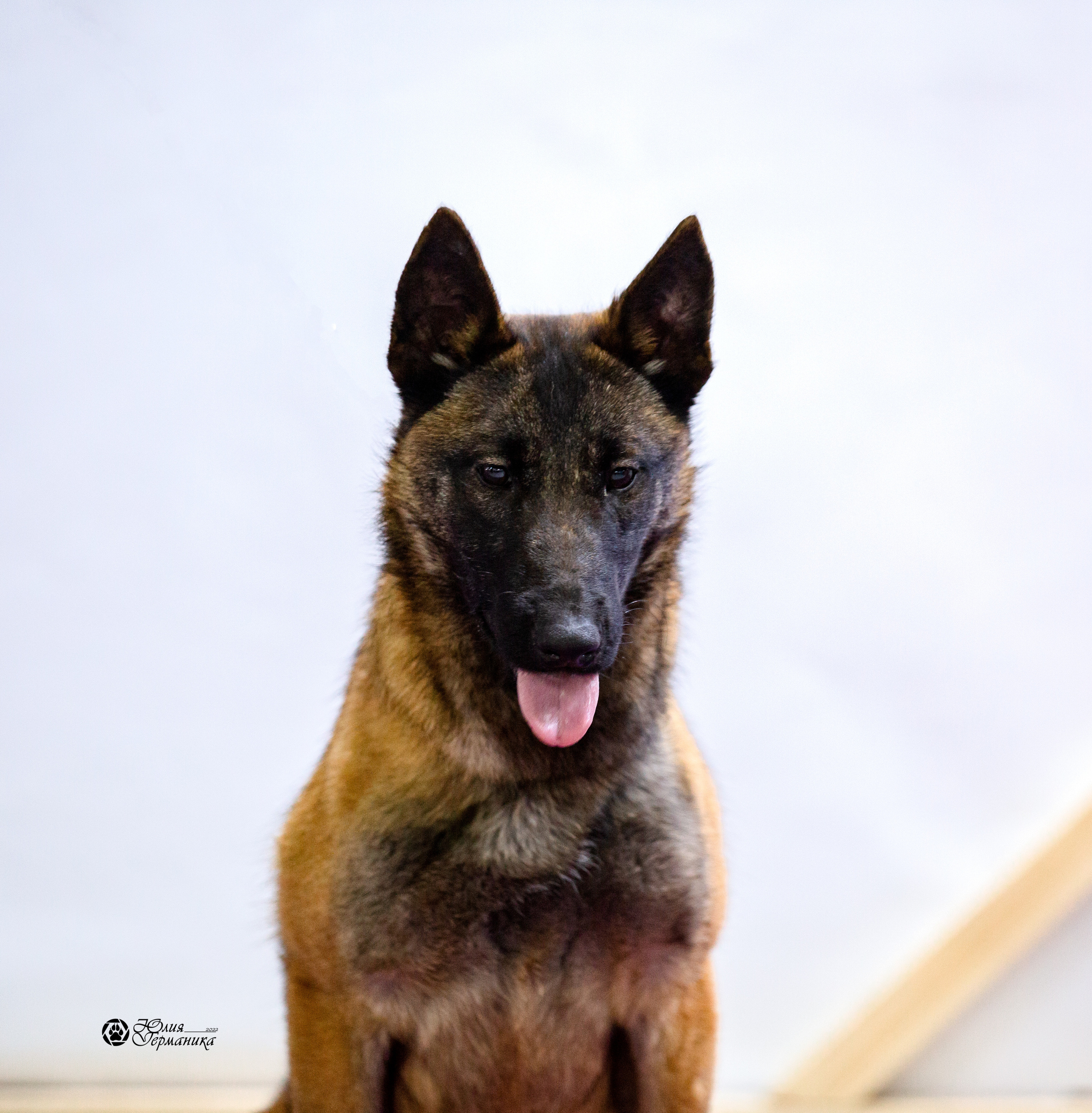 Чайна-Таун 12-13 февраля 2022. Фотограф-анималист Юлия Германика