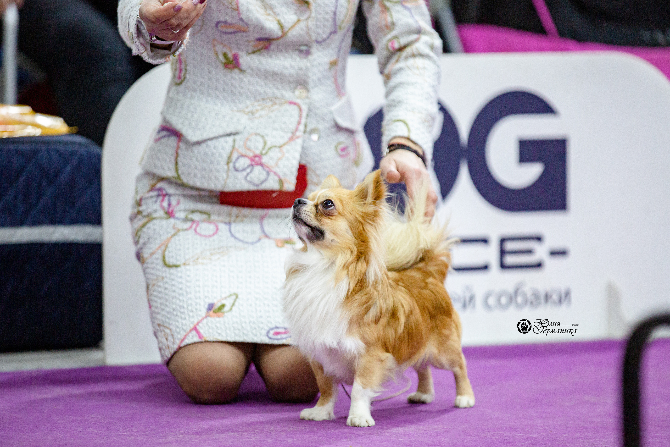 Чайна-Таун 29-30 января 2022. Фотограф-анималист Юлия Германика