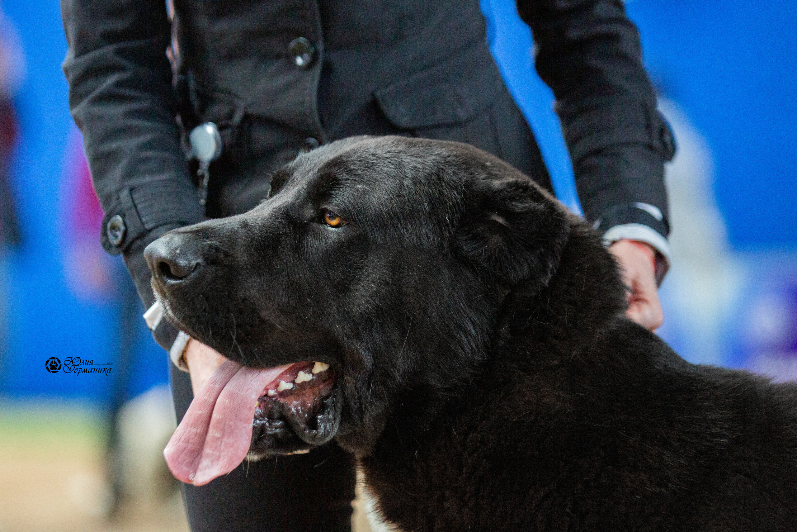 Минск 2хCACIB 5-6 марта 2022. Фотограф-анималист Юлия Германика