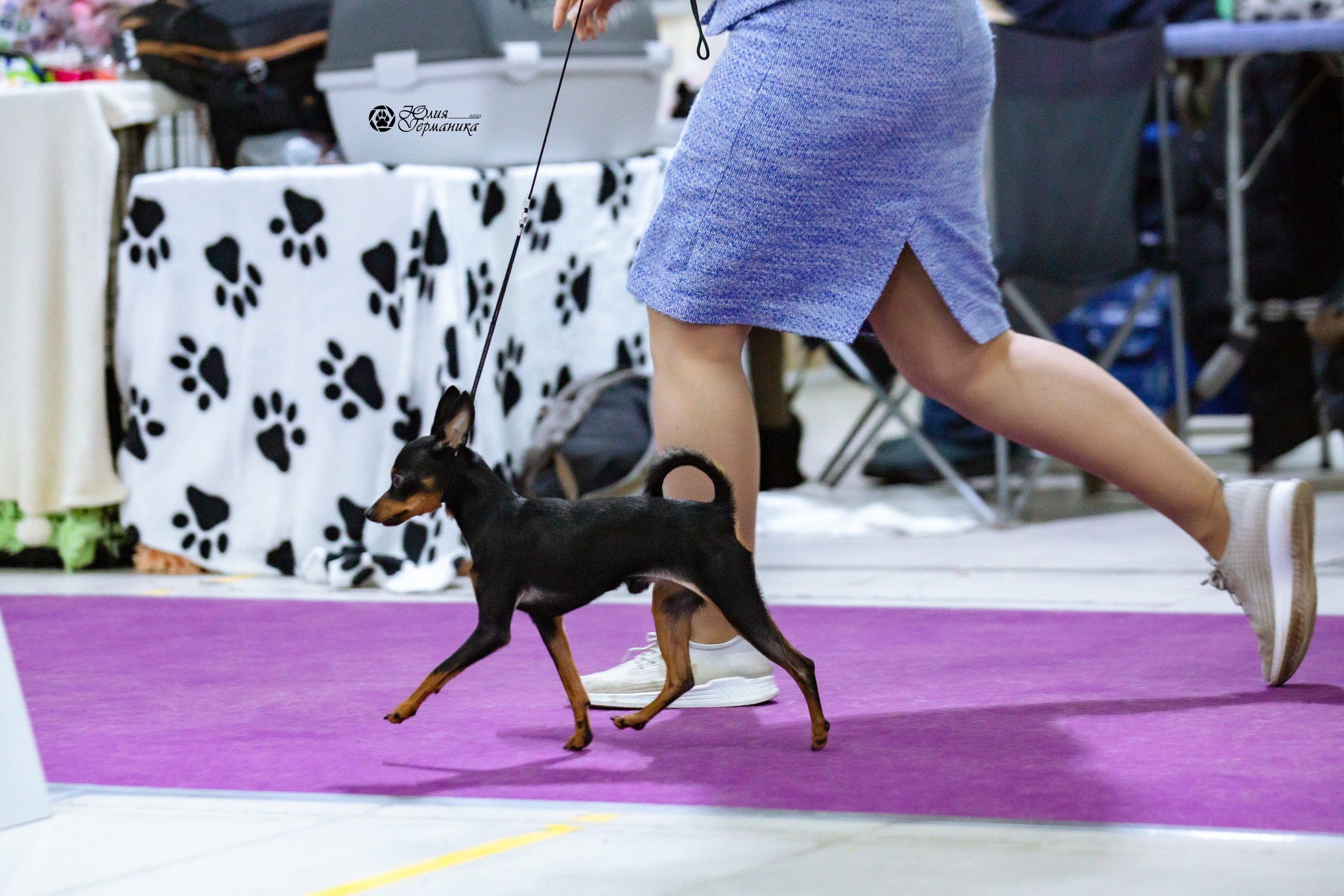 Чайна-Таун 13 и 20 марта 2022. Фотограф-анималист Юлия Германика