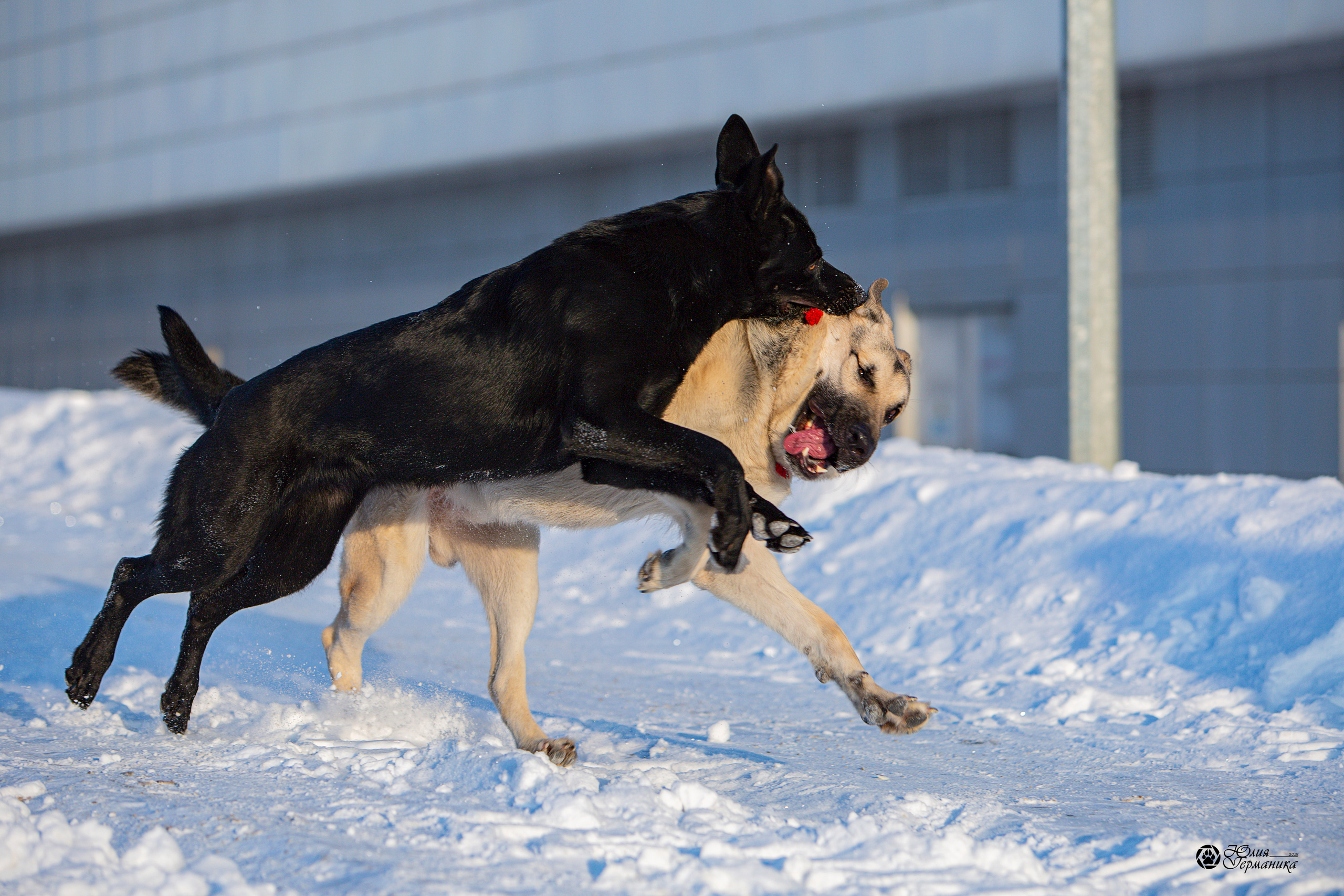 Свободная съемка. Фотограф-анималист Юлия Германика
