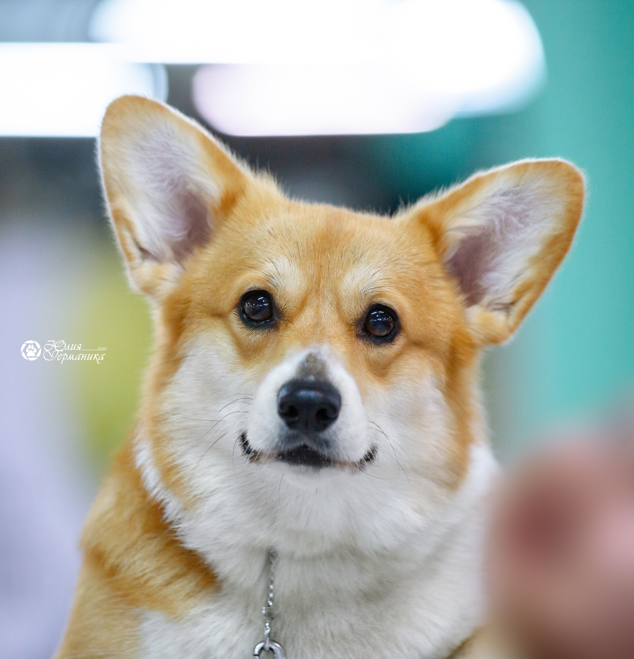 Чайна-Таун 23 февраля 2022. Фотограф-анималист Юлия Германика