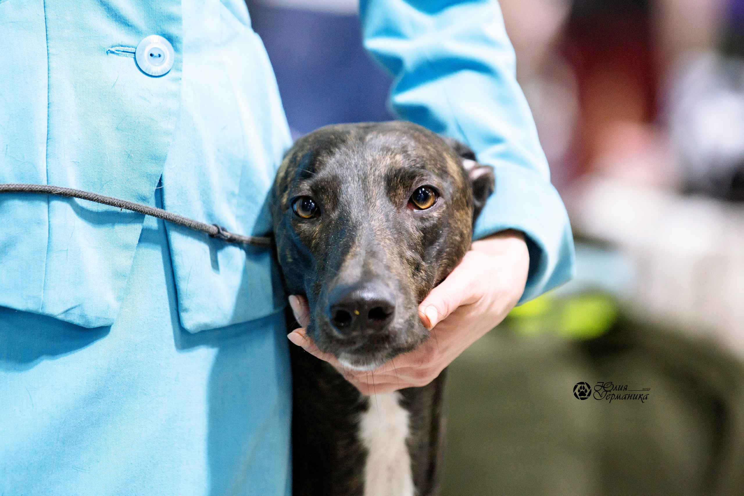 Чайна-Таун 27 февраля 2022. Фотограф-анималист Юлия Германика