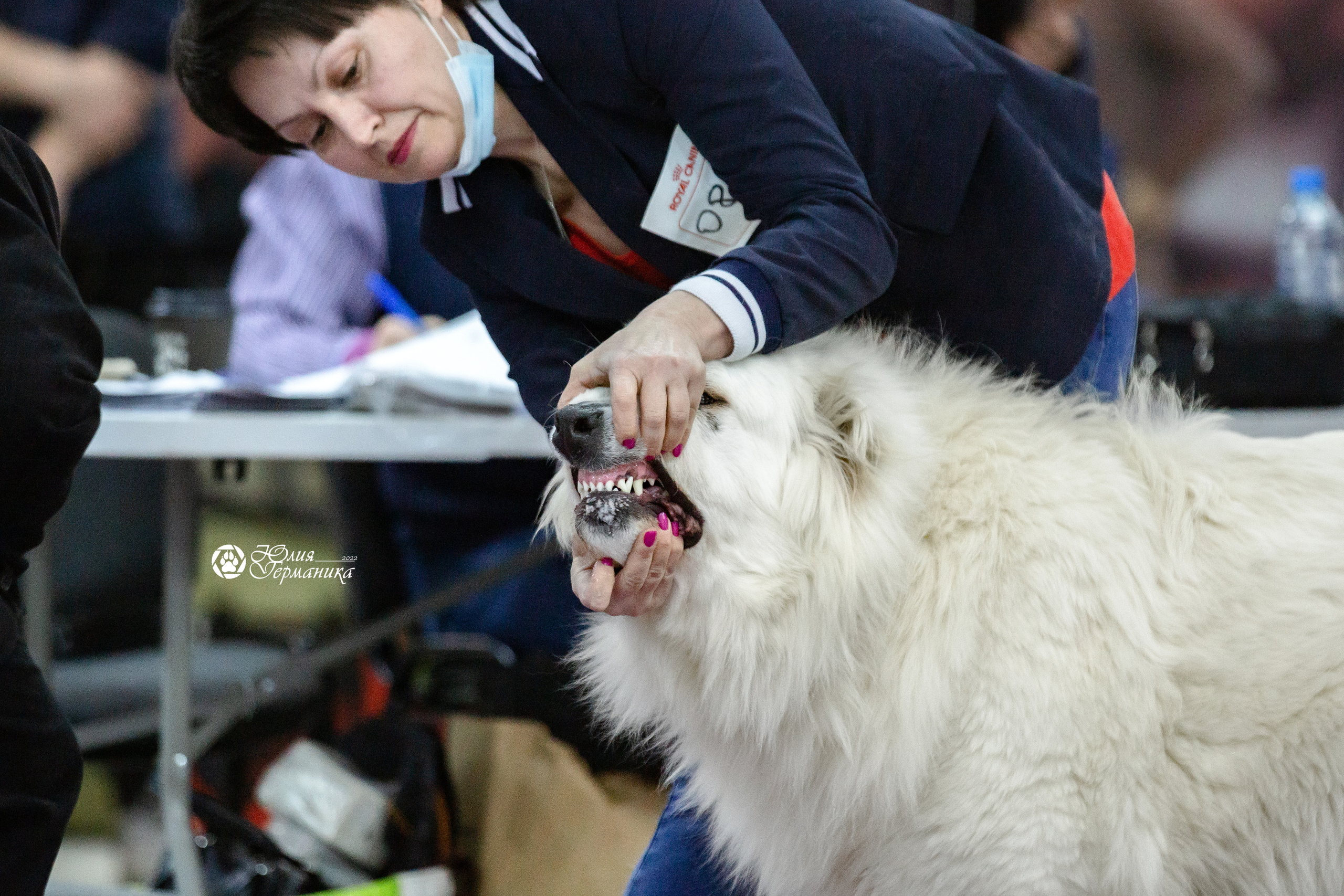 Чайна-Таун 23 февраля 2022. Фотограф-анималист Юлия Германика