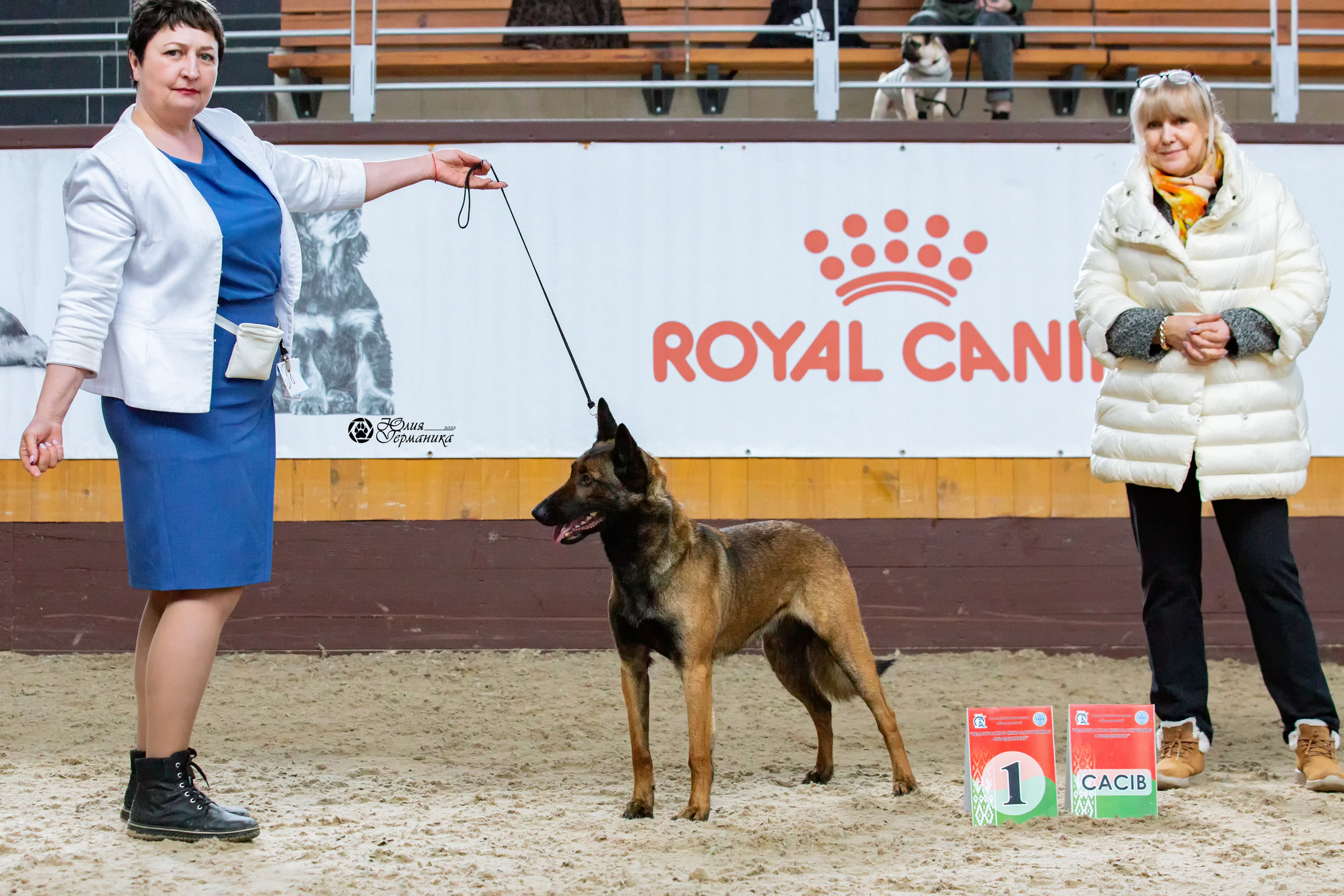 Минск 2хCACIB 5-6 марта 2022. Фотограф-анималист Юлия Германика