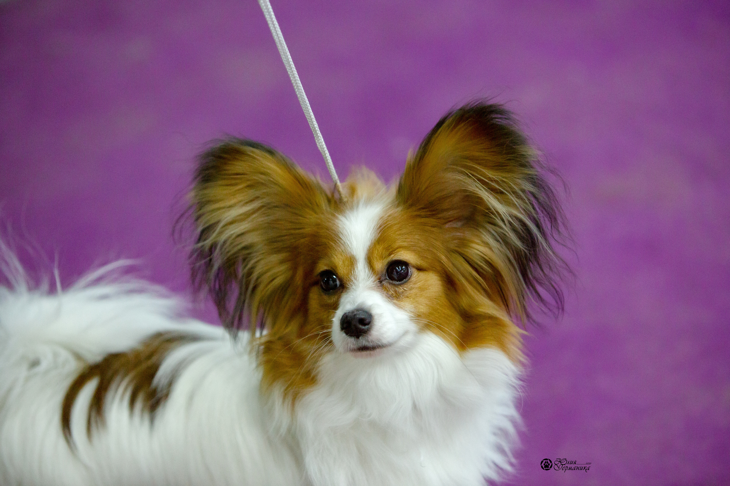 Чайна-Таун 8 января 2022. Фотограф-анималист Юлия Германика