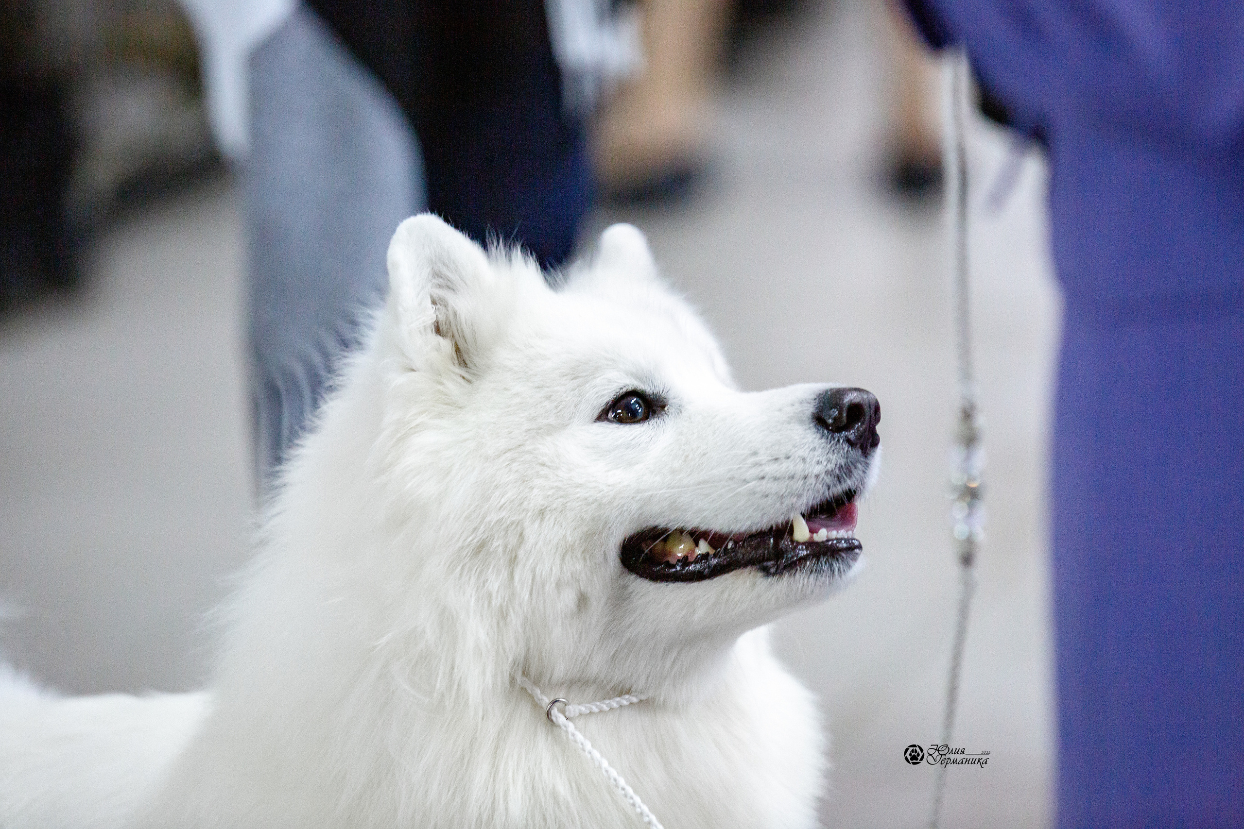 Чайна-Таун 12-13 февраля 2022. Фотограф-анималист Юлия Германика