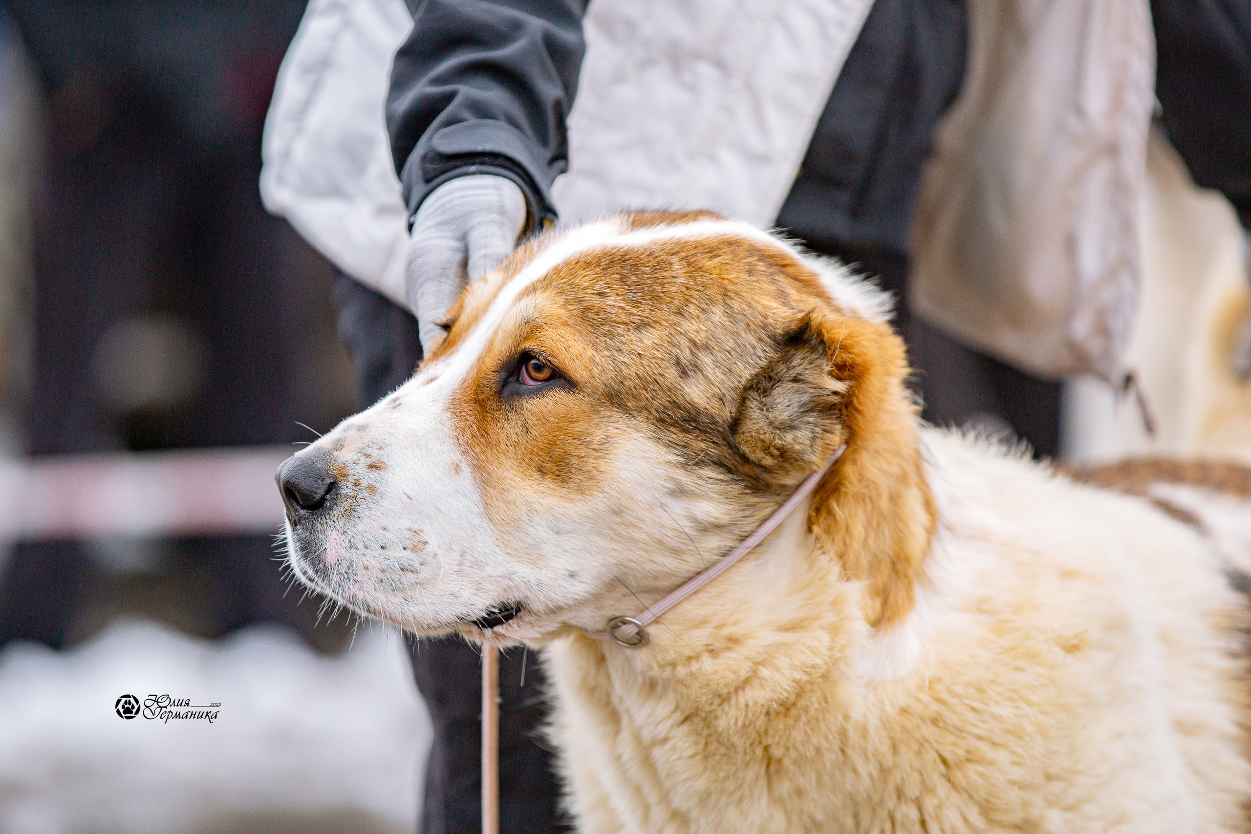 2хМОНО САО Рязань 02 апреля 2022. Фотограф-анималист Юлия Германика