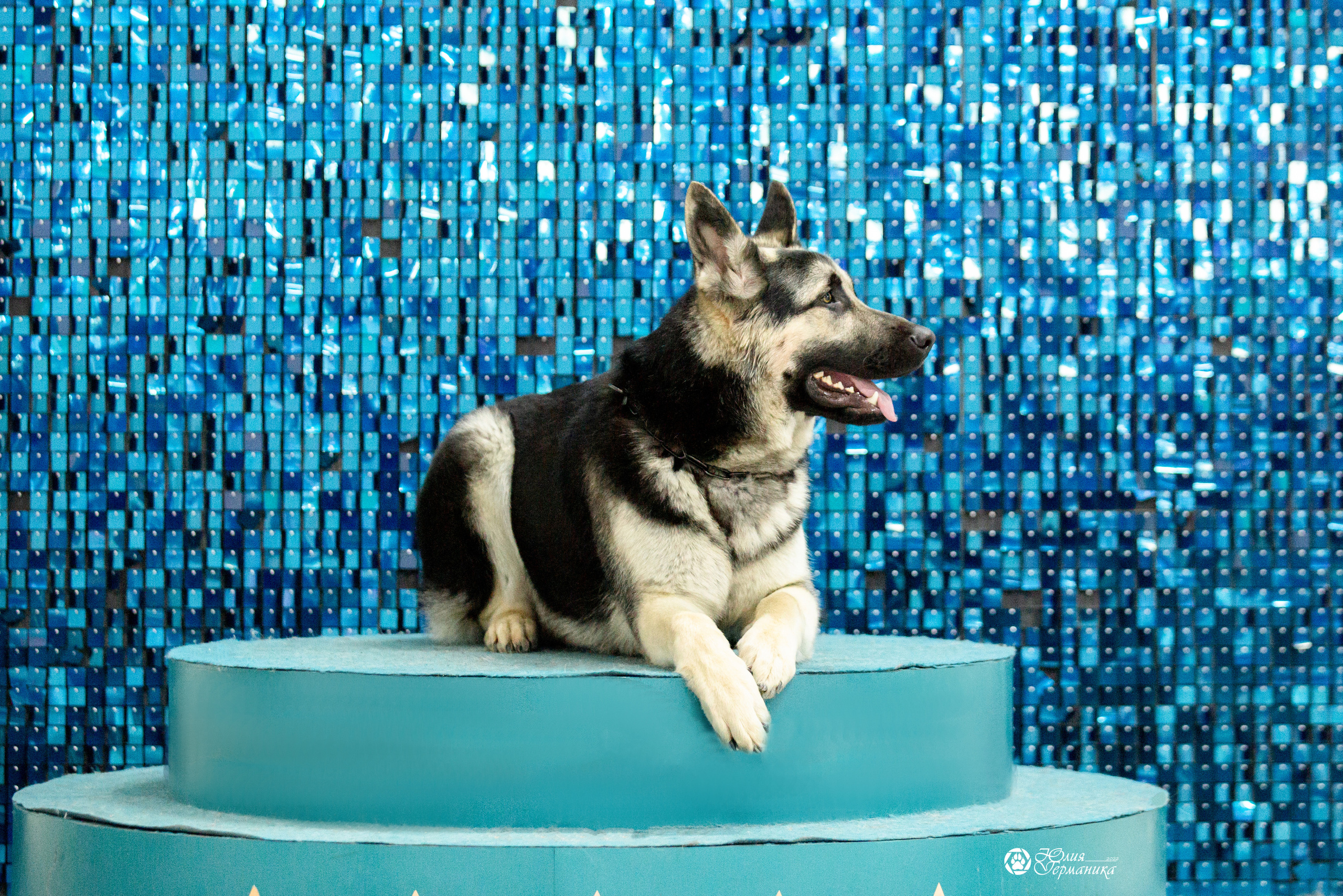 Чайна-Таун 12-13 февраля 2022. Фотограф-анималист Юлия Германика