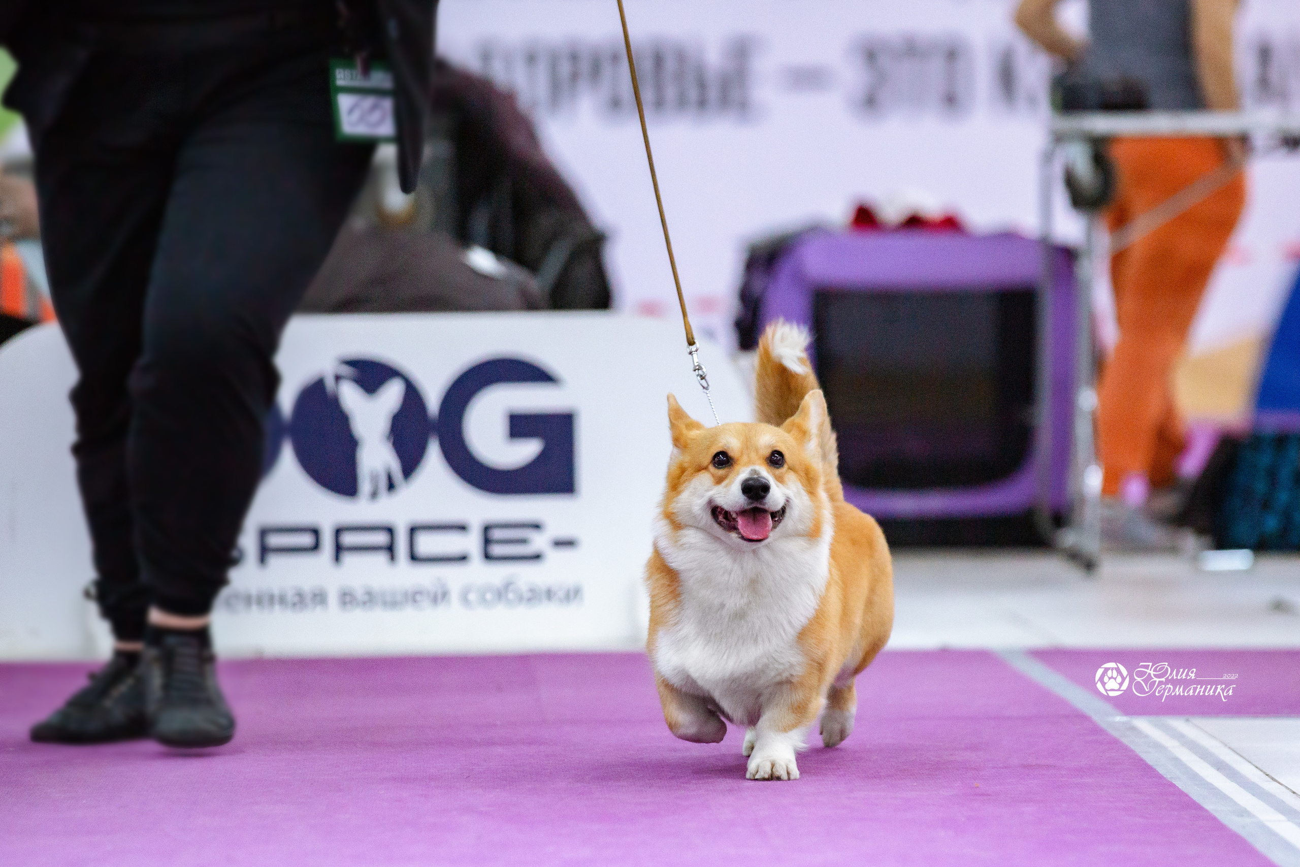 Чайна-Таун 23 февраля 2022. Фотограф-анималист Юлия Германика