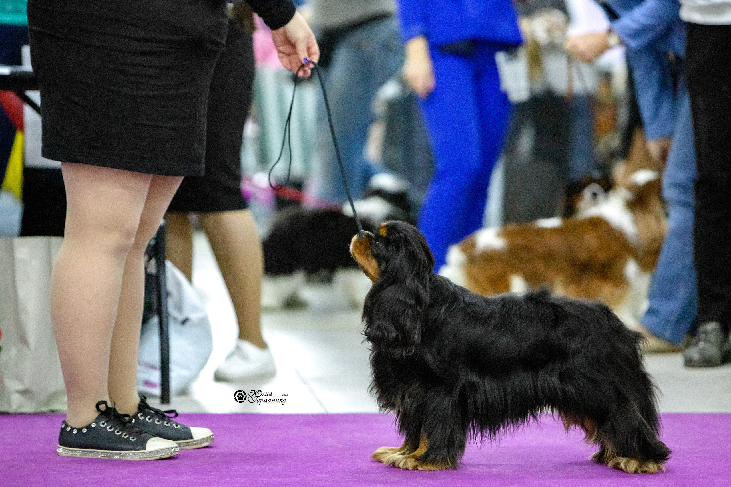 Чайна-Таун 8 января 2022. Фотограф-анималист Юлия Германика