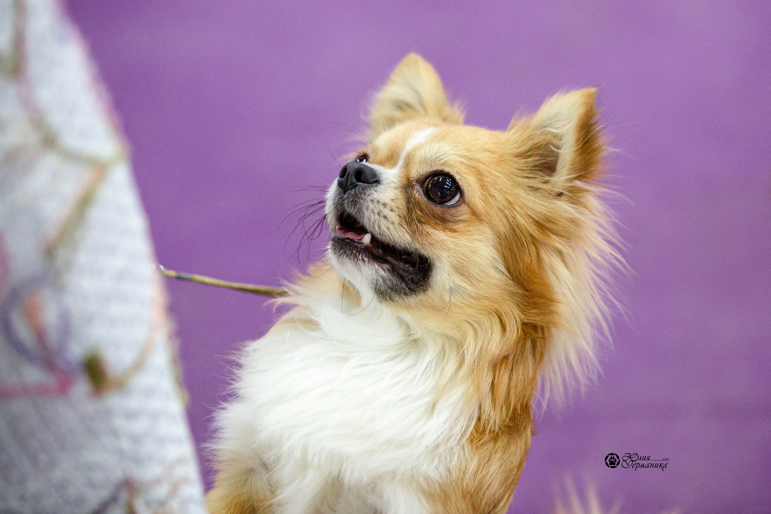 Чайна-Таун 29-30 января 2022. Фотограф-анималист Юлия Германика