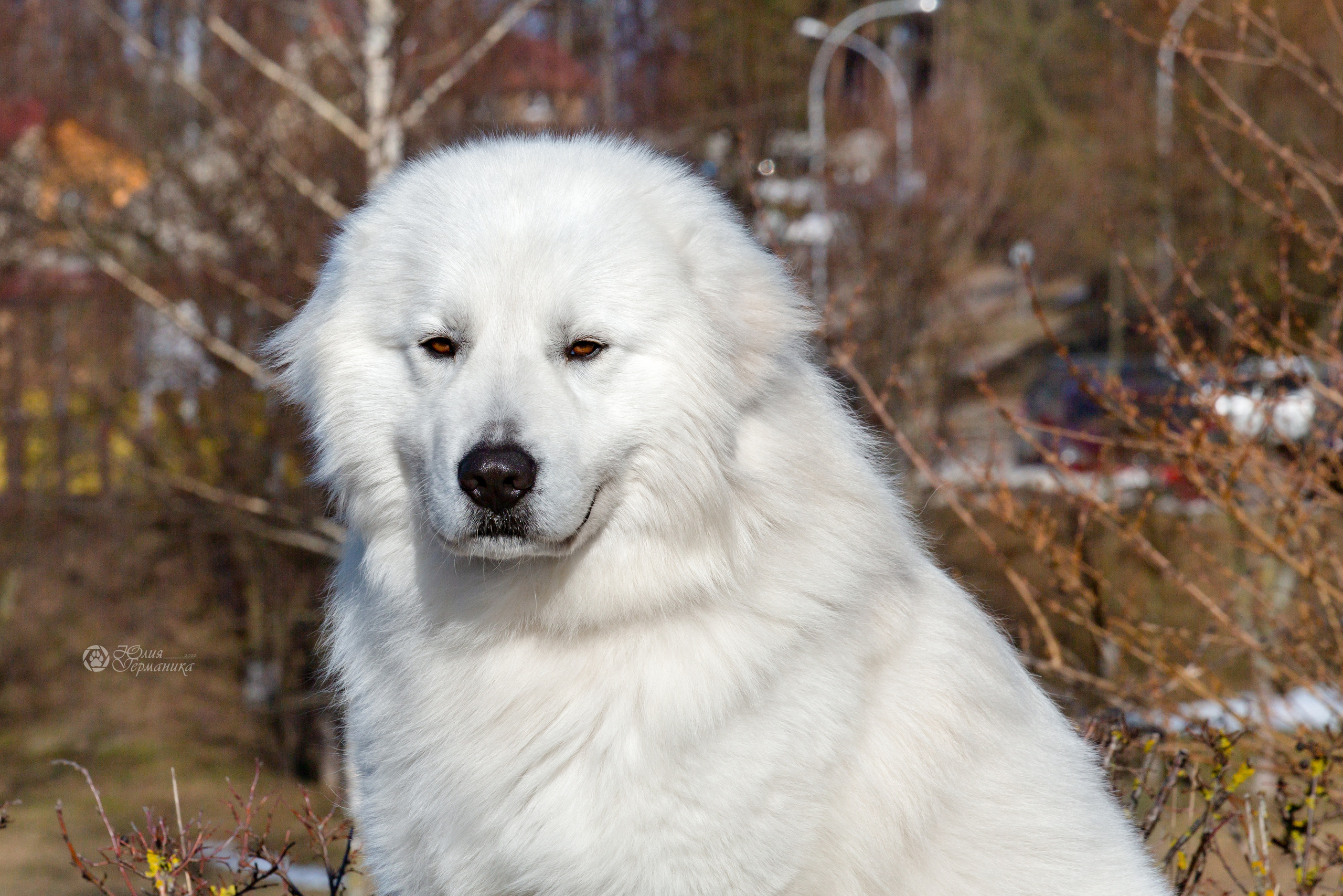 Минск 2хCACIB 5-6 марта 2022. Фотограф-анималист Юлия Германика