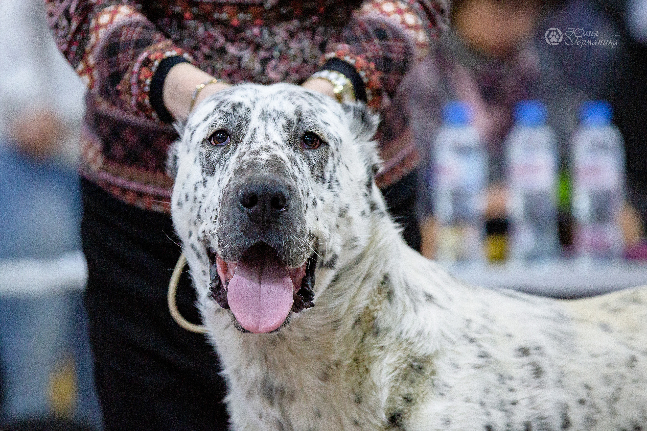 Чайна-Таун 24 и 27 марта 2022. Фотограф-анималист Юлия Германика