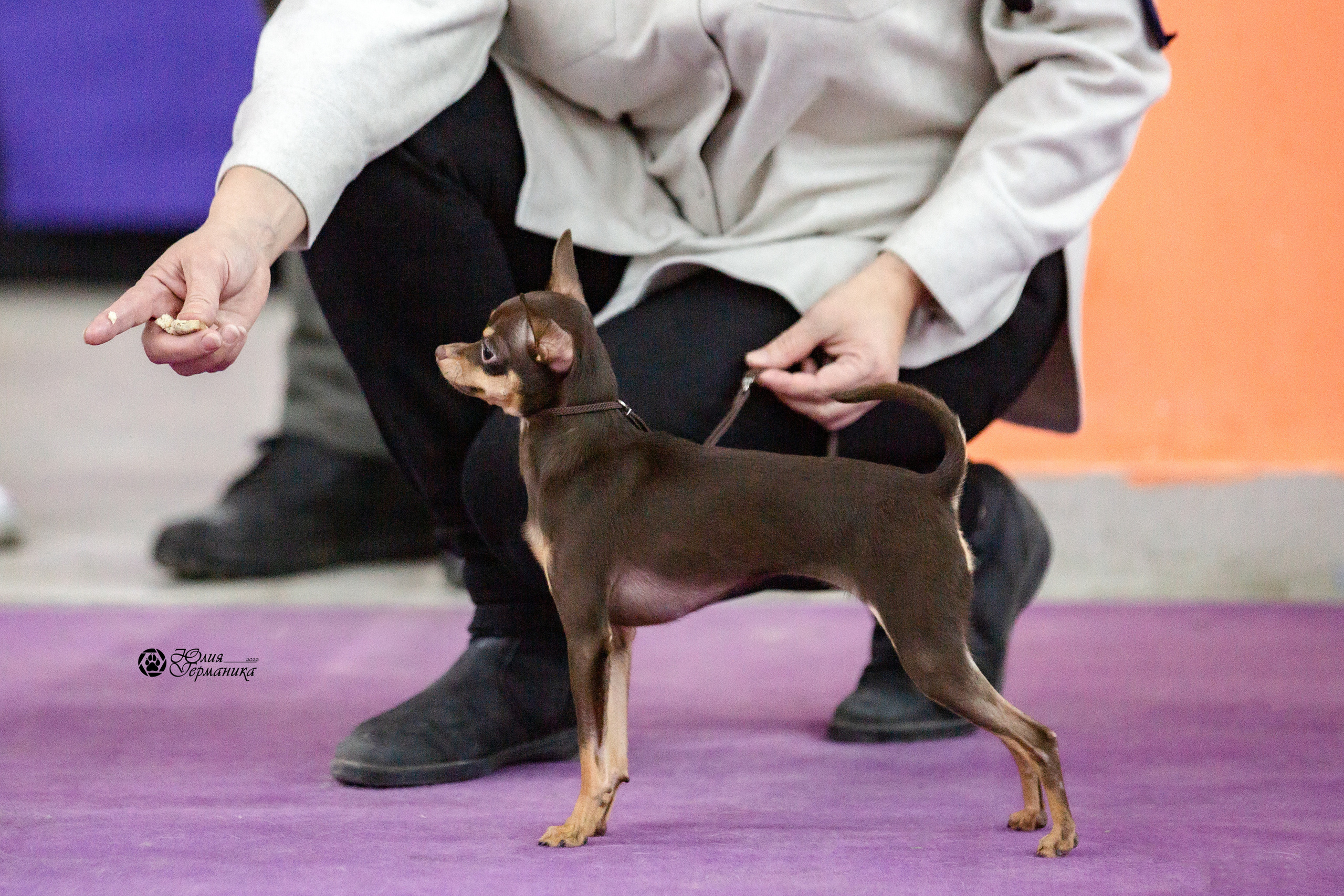 Чайна-Таун 12-13 февраля 2022. Фотограф-анималист Юлия Германика