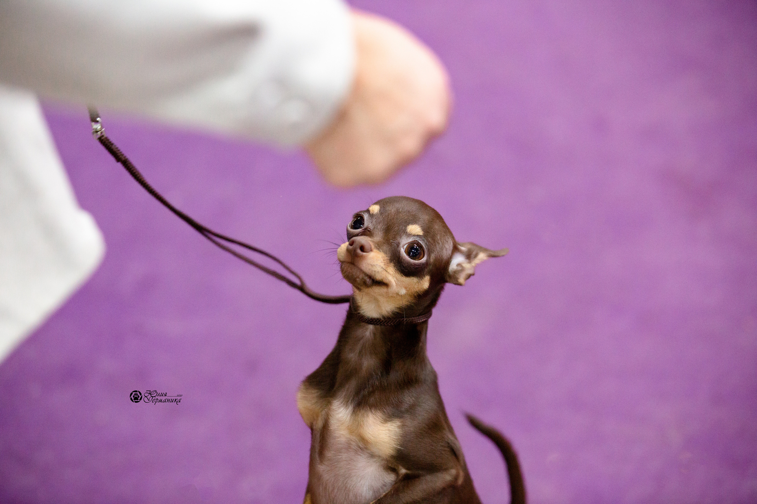 Чайна-Таун 12-13 февраля 2022. Фотограф-анималист Юлия Германика