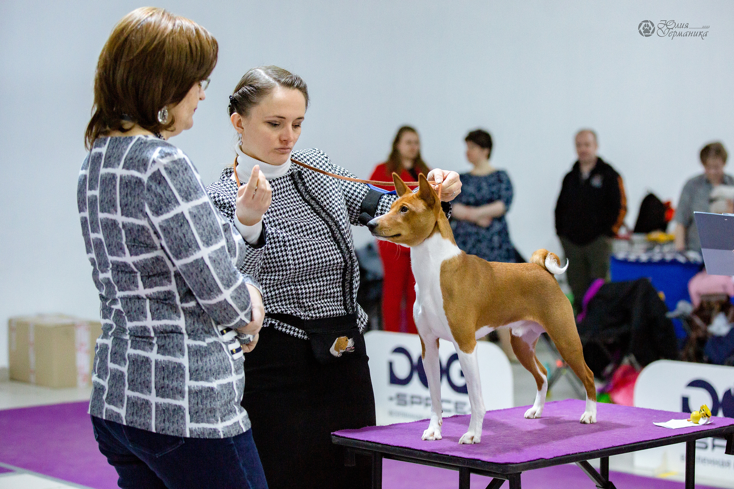 Чайна-Таун 24 и 27 марта 2022. Фотограф-анималист Юлия Германика