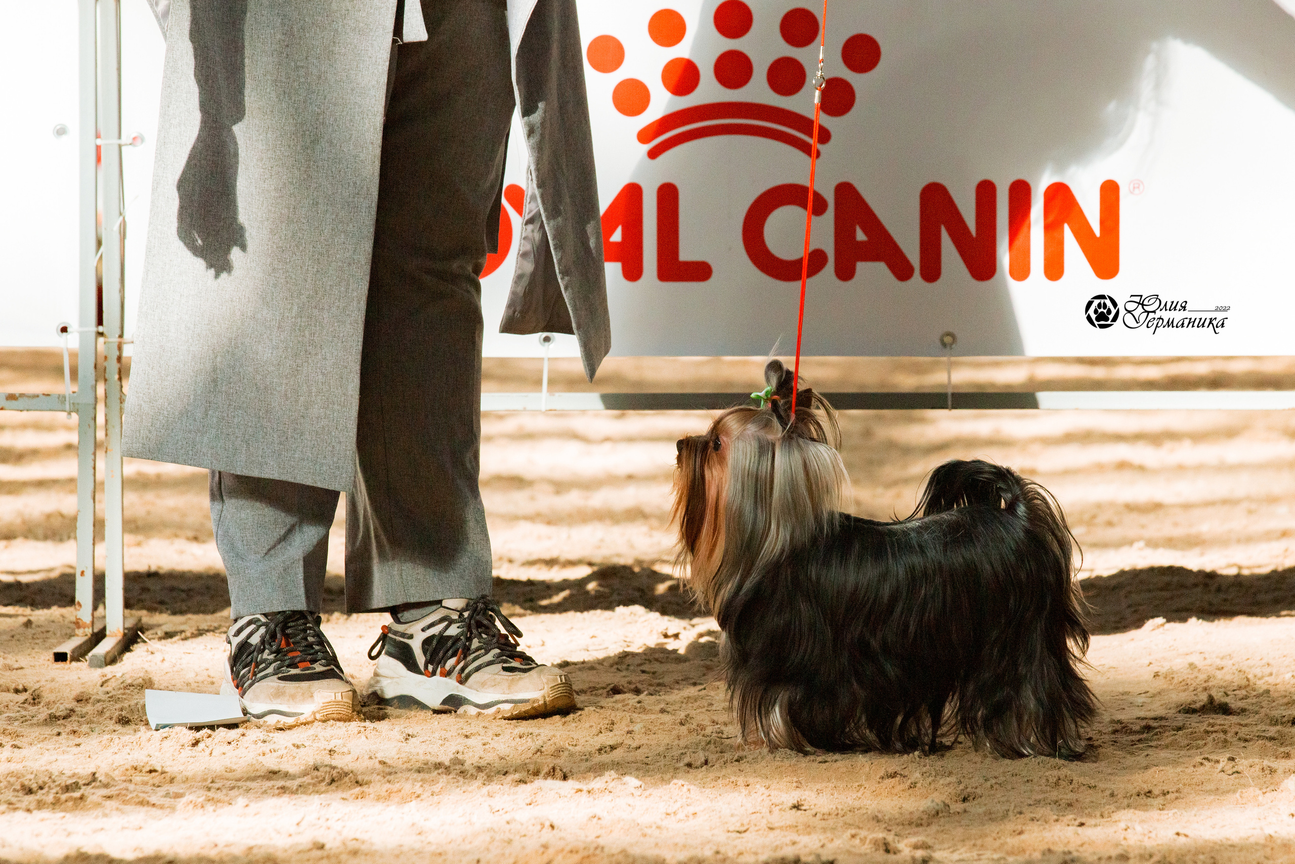 Минск 2хCACIB 5-6 марта 2022. Фотограф-анималист Юлия Германика