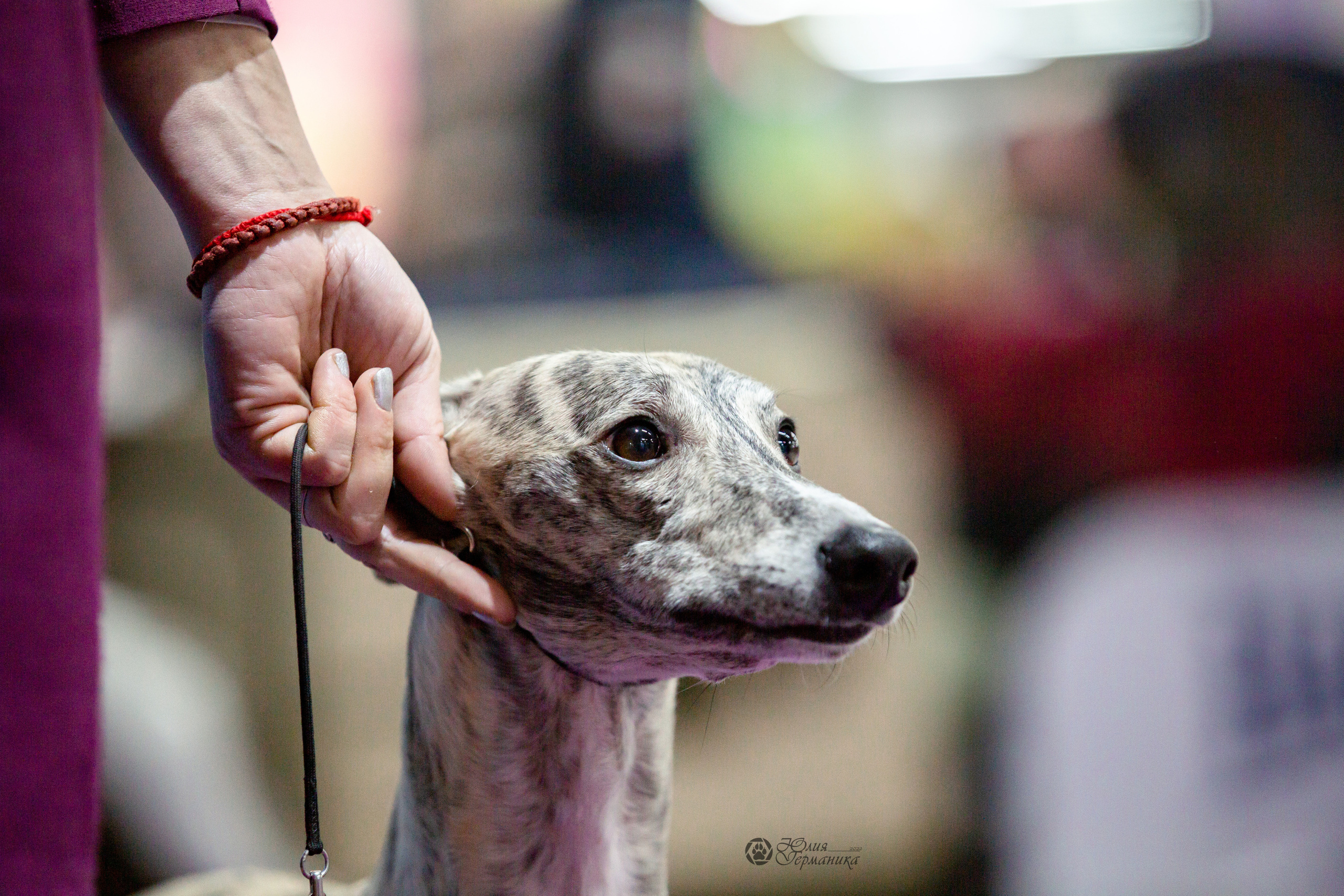Чайна-Таун 24 и 27 марта 2022. Фотограф-анималист Юлия Германика