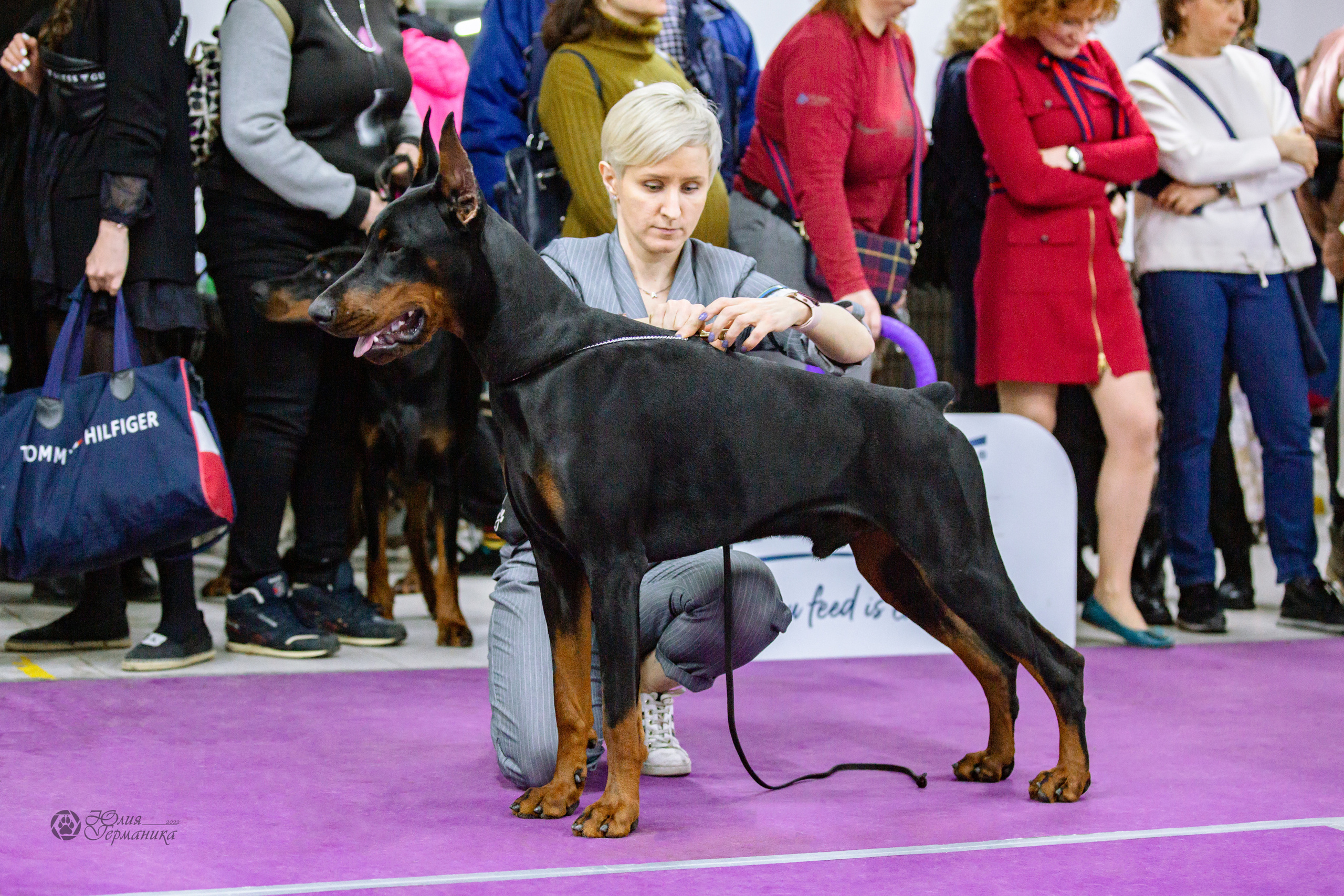 Чайна-Таун ПК Доберманов  3 апреля 2022. Фотограф-анималист Юлия Германика