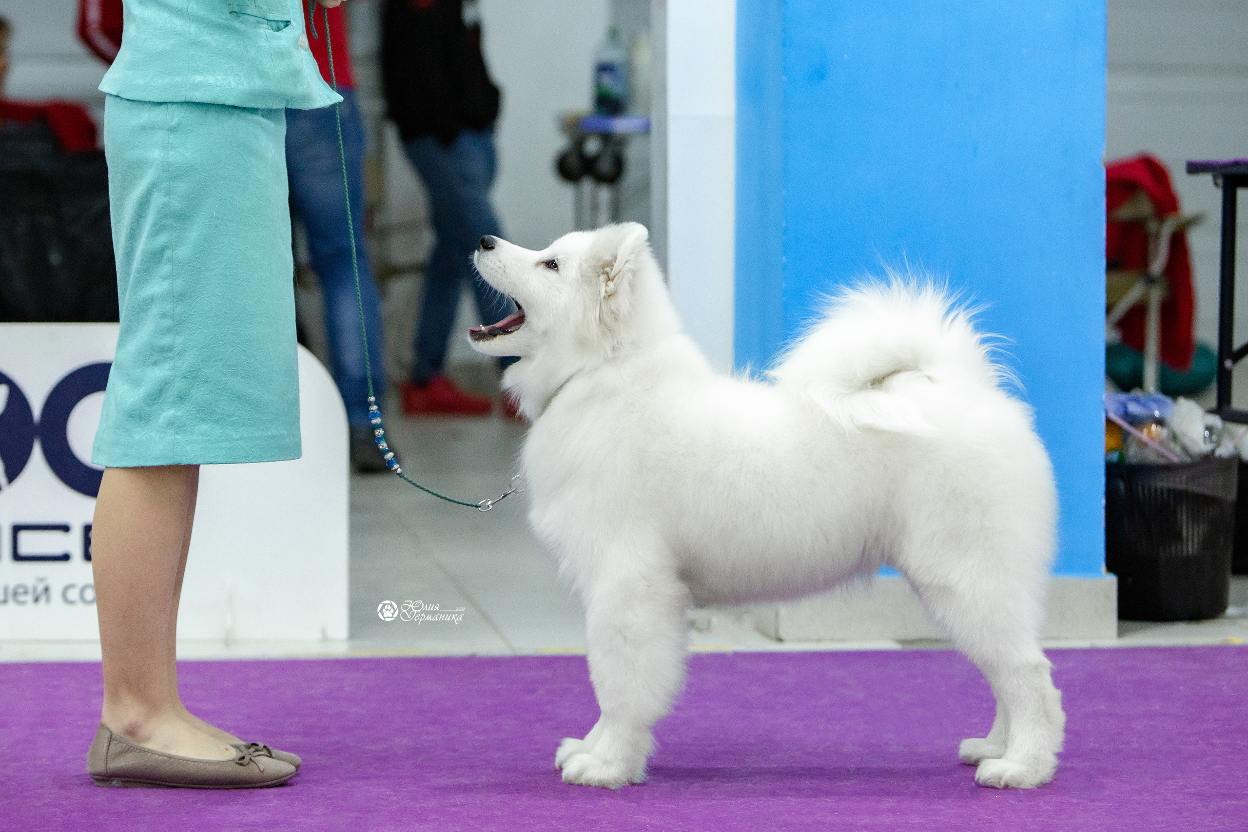 Чайна-Таун 18,26 и 29 декабря 2021. Фотограф-анималист Юлия Германика