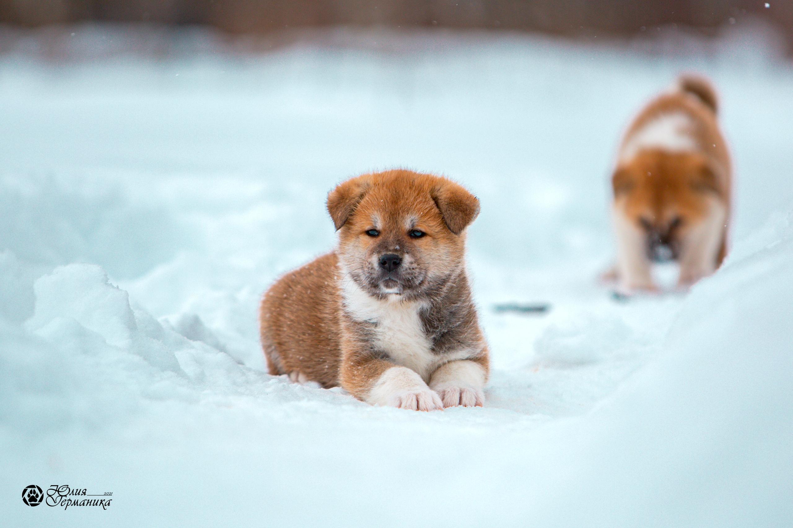 Съёмки щенков и котят. Фотограф-анималист Юлия Германика