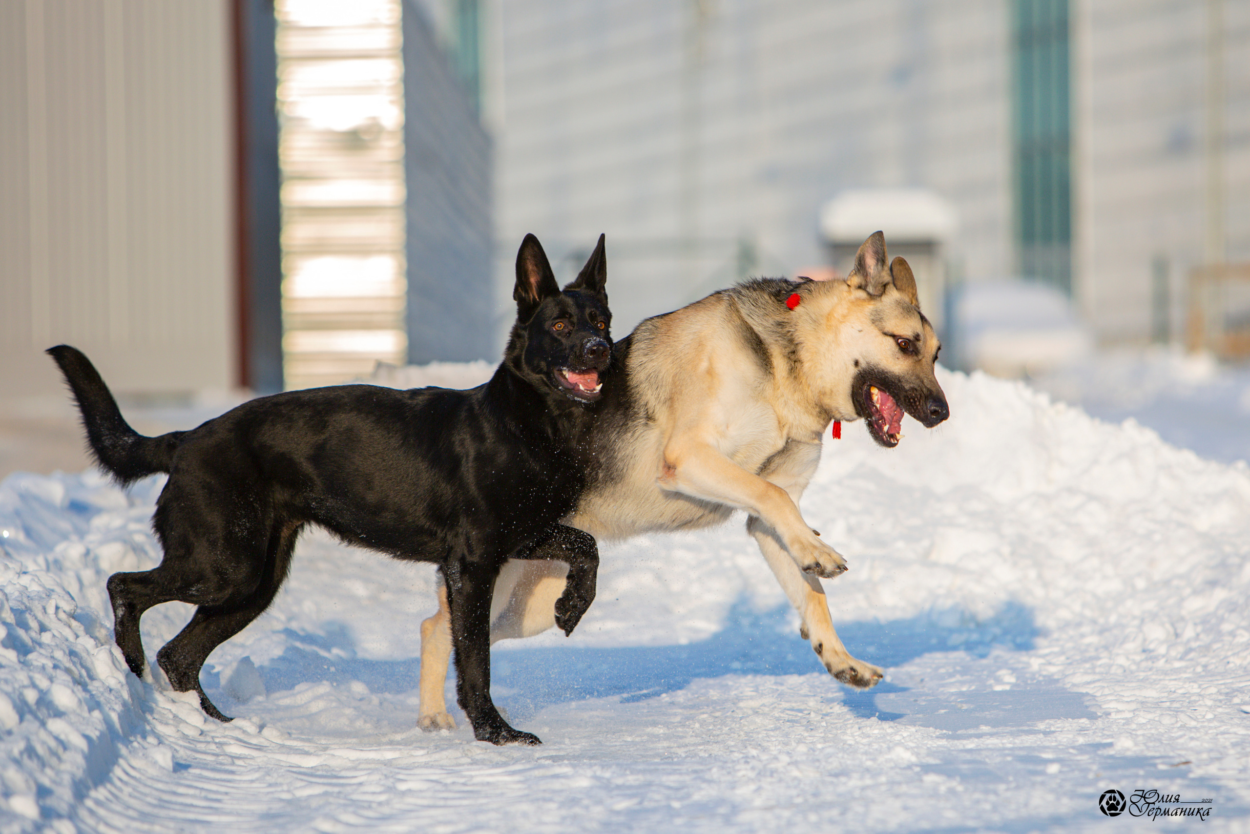 Свободная съемка. Фотограф-анималист Юлия Германика