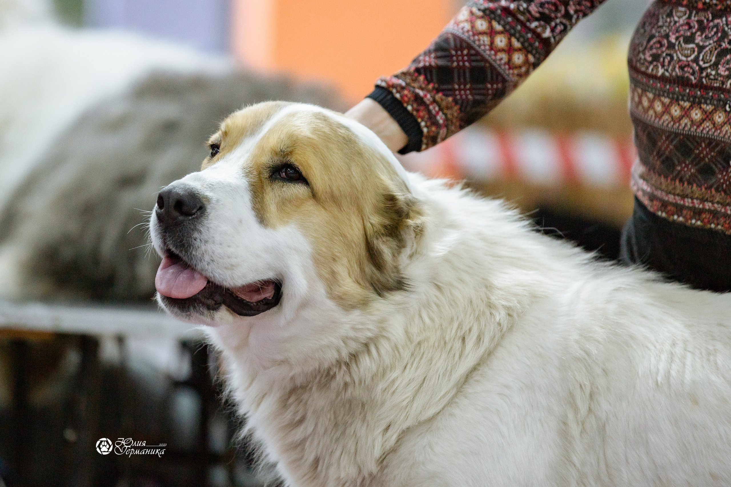 Чайна-Таун 13 и 20 марта 2022. Фотограф-анималист Юлия Германика