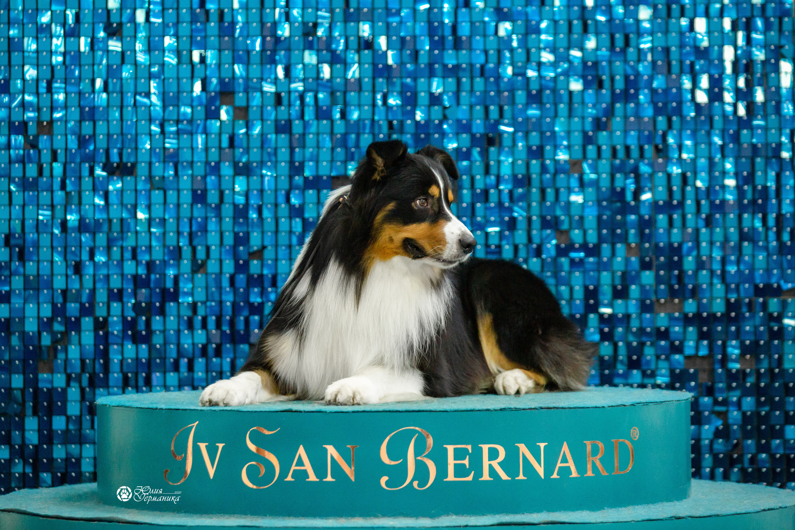 Чайна-Таун 12-13 февраля 2022. Фотограф-анималист Юлия Германика