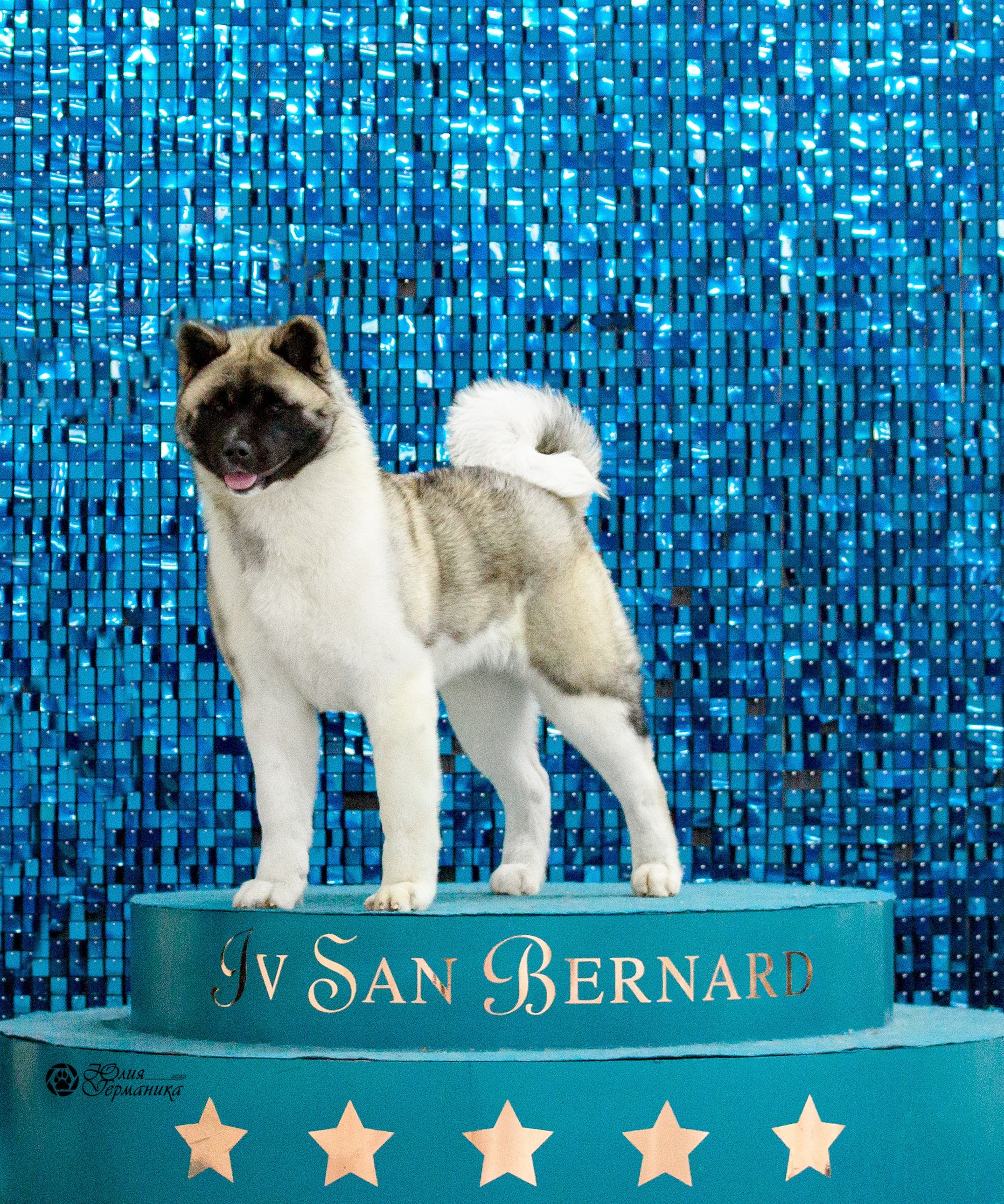 Чайна-Таун 29-30 января 2022. Фотограф-анималист Юлия Германика