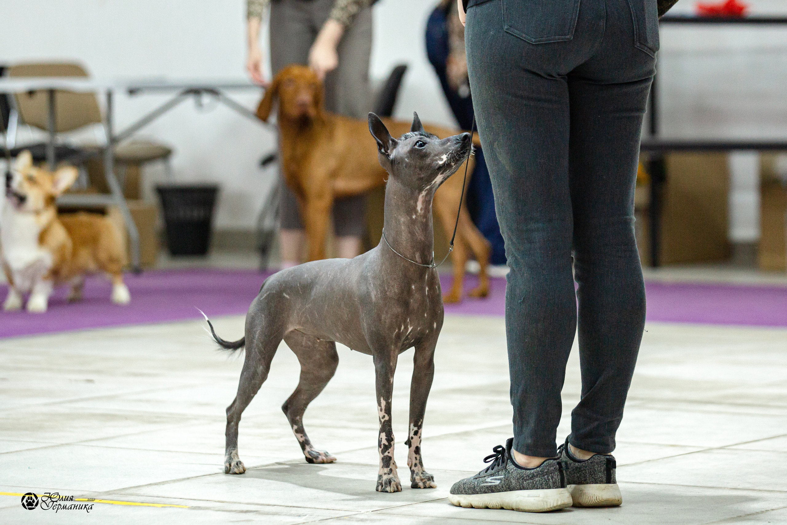 Чайна-Таун 29-30 января 2022. Фотограф-анималист Юлия Германика