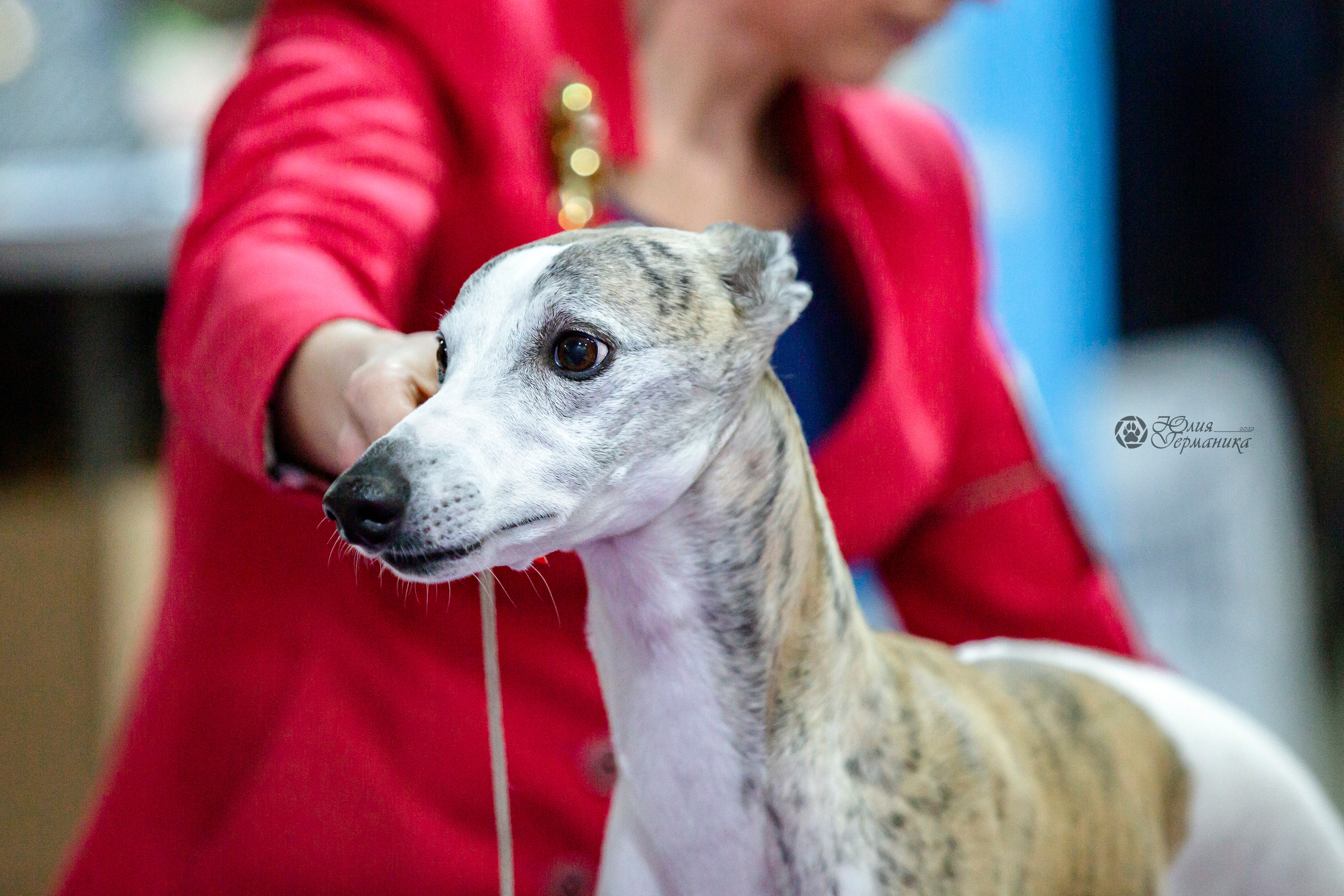 Чайна-Таун 24 и 27 марта 2022. Фотограф-анималист Юлия Германика