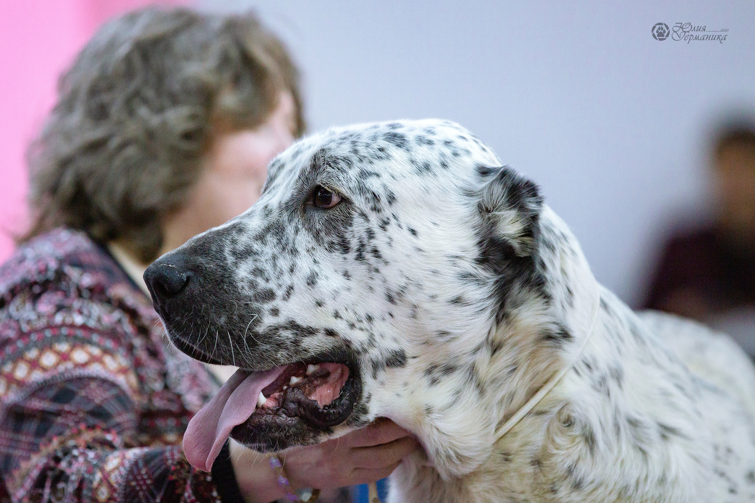 Чайна-Таун 24 и 27 марта 2022. Фотограф-анималист Юлия Германика
