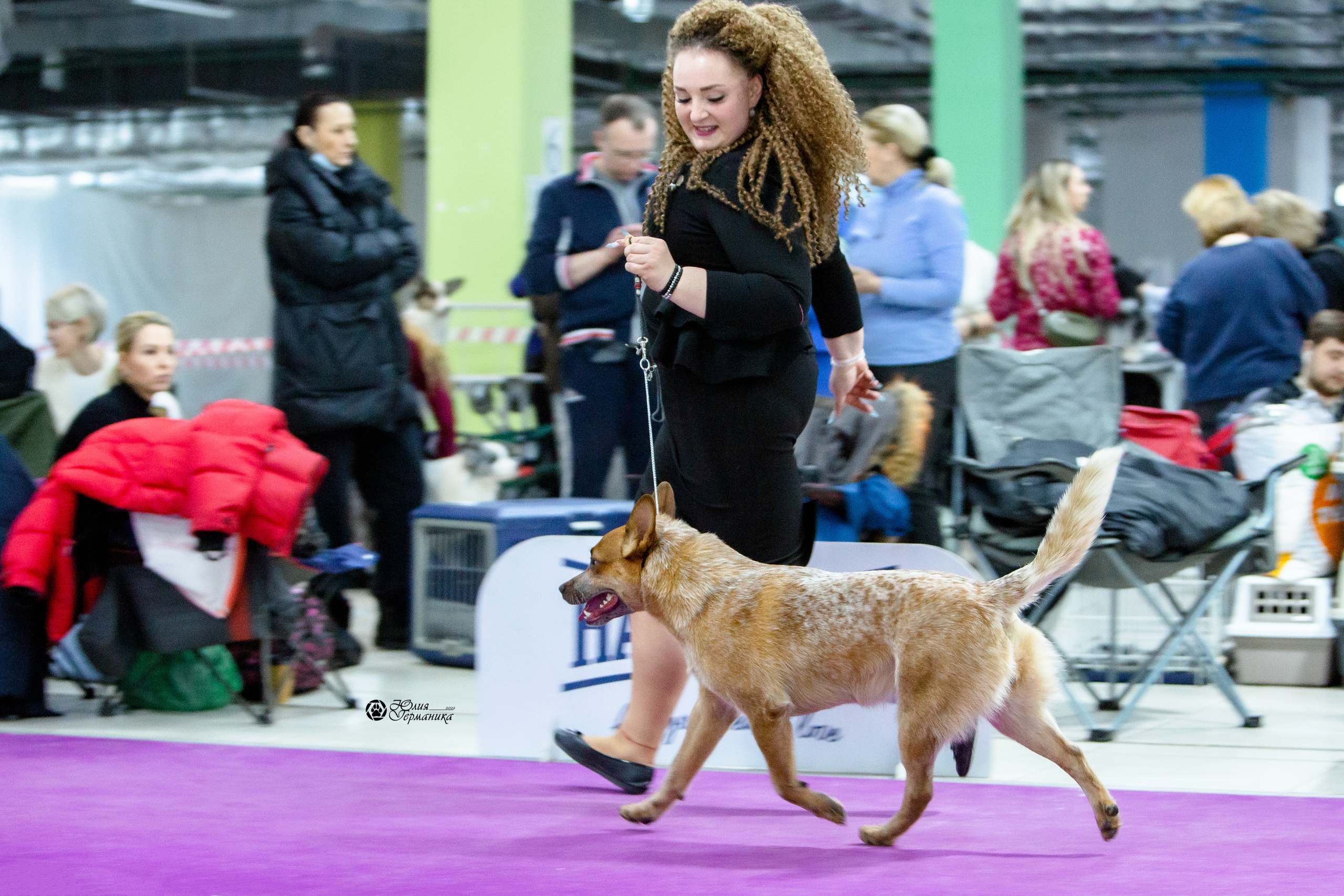 Чайна-Таун 29-30 января 2022. Фотограф-анималист Юлия Германика