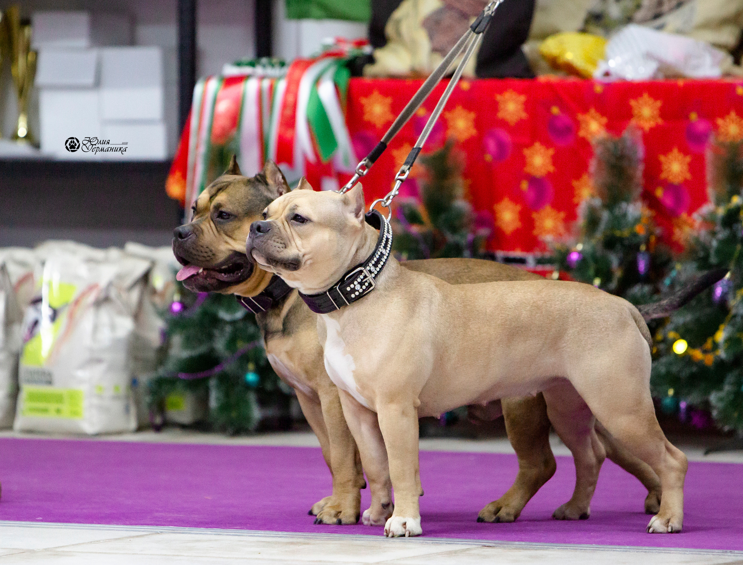 Чайна-Таун 18,26 и 29 декабря 2021. Фотограф-анималист Юлия Германика