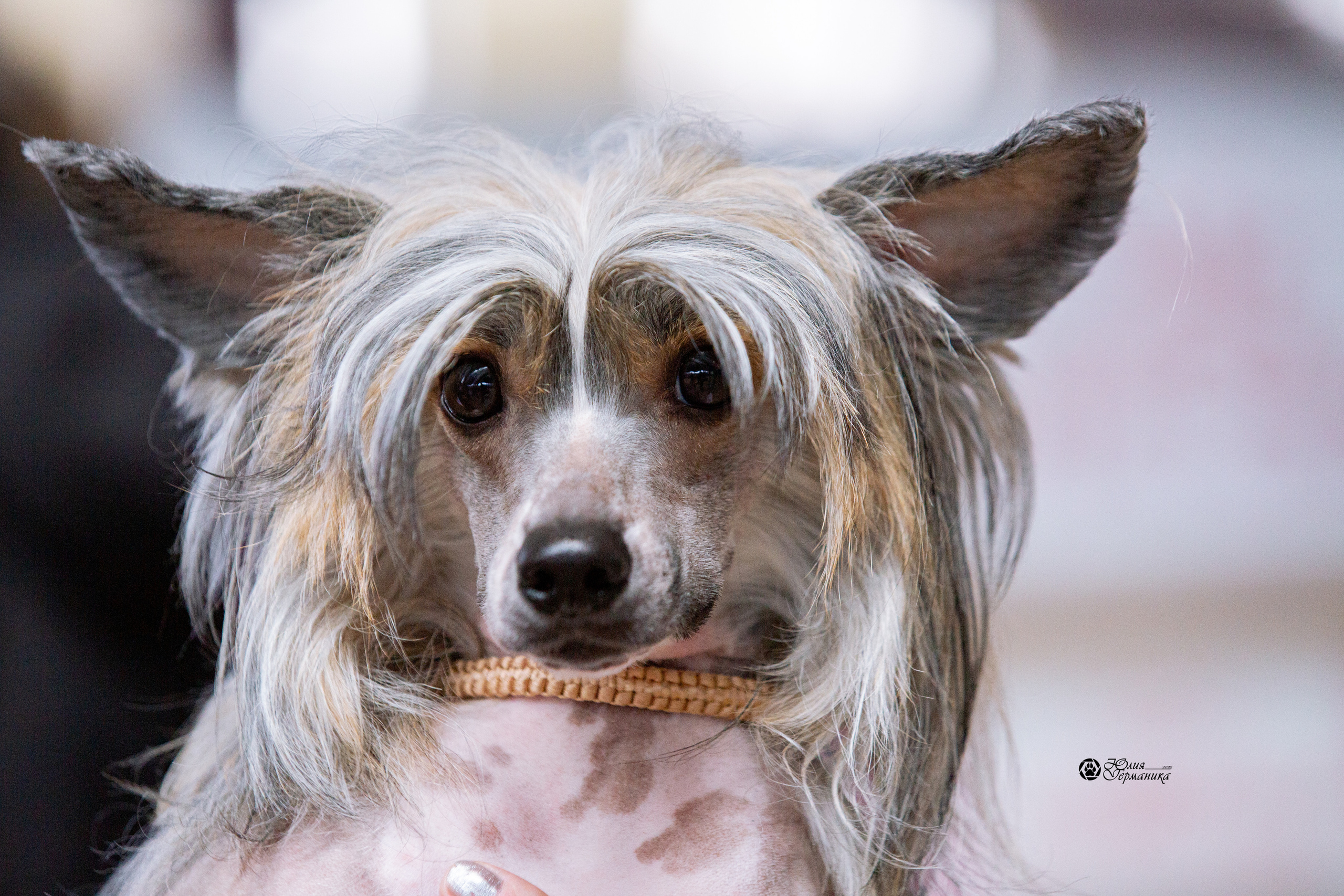 Минск 2хCACIB 5-6 марта 2022. Фотограф-анималист Юлия Германика