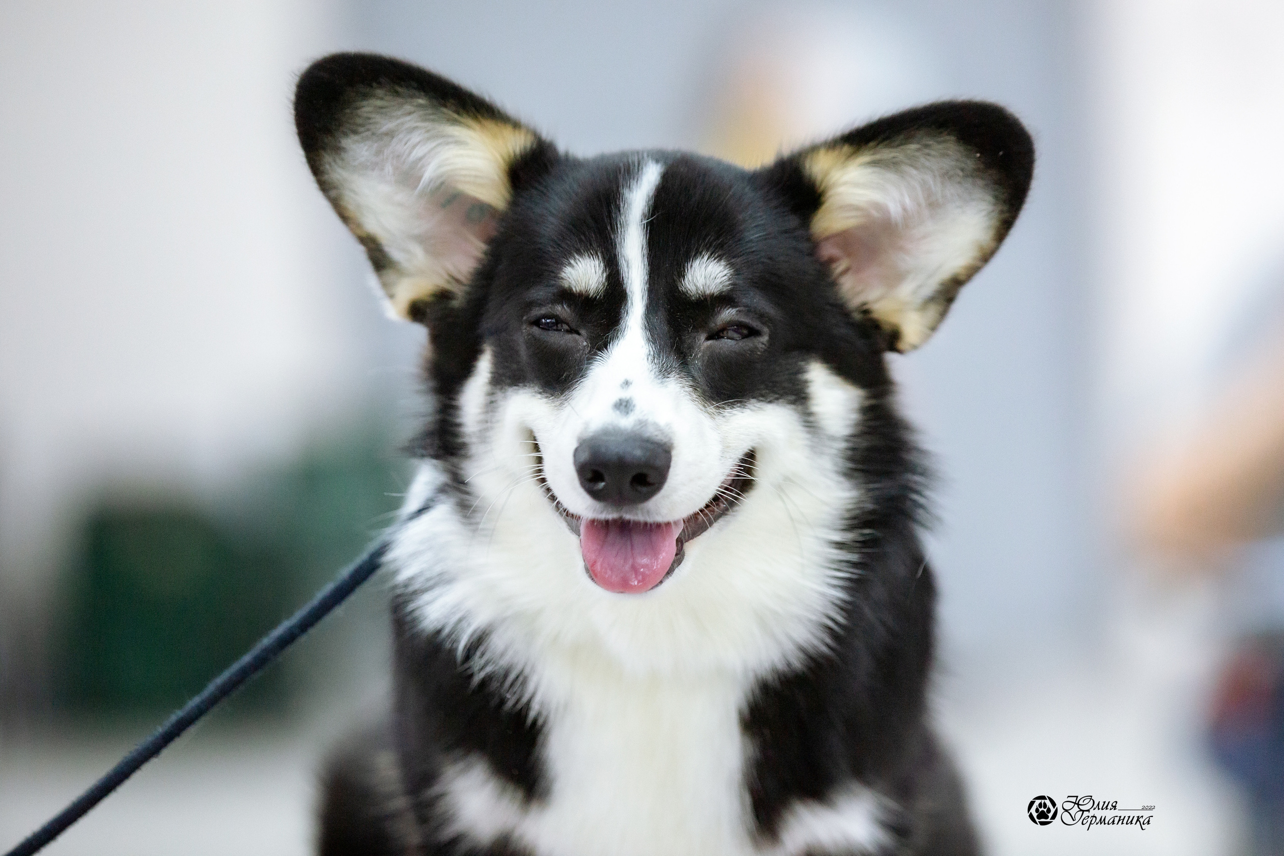 Чайна-Таун 27 февраля 2022. Фотограф-анималист Юлия Германика